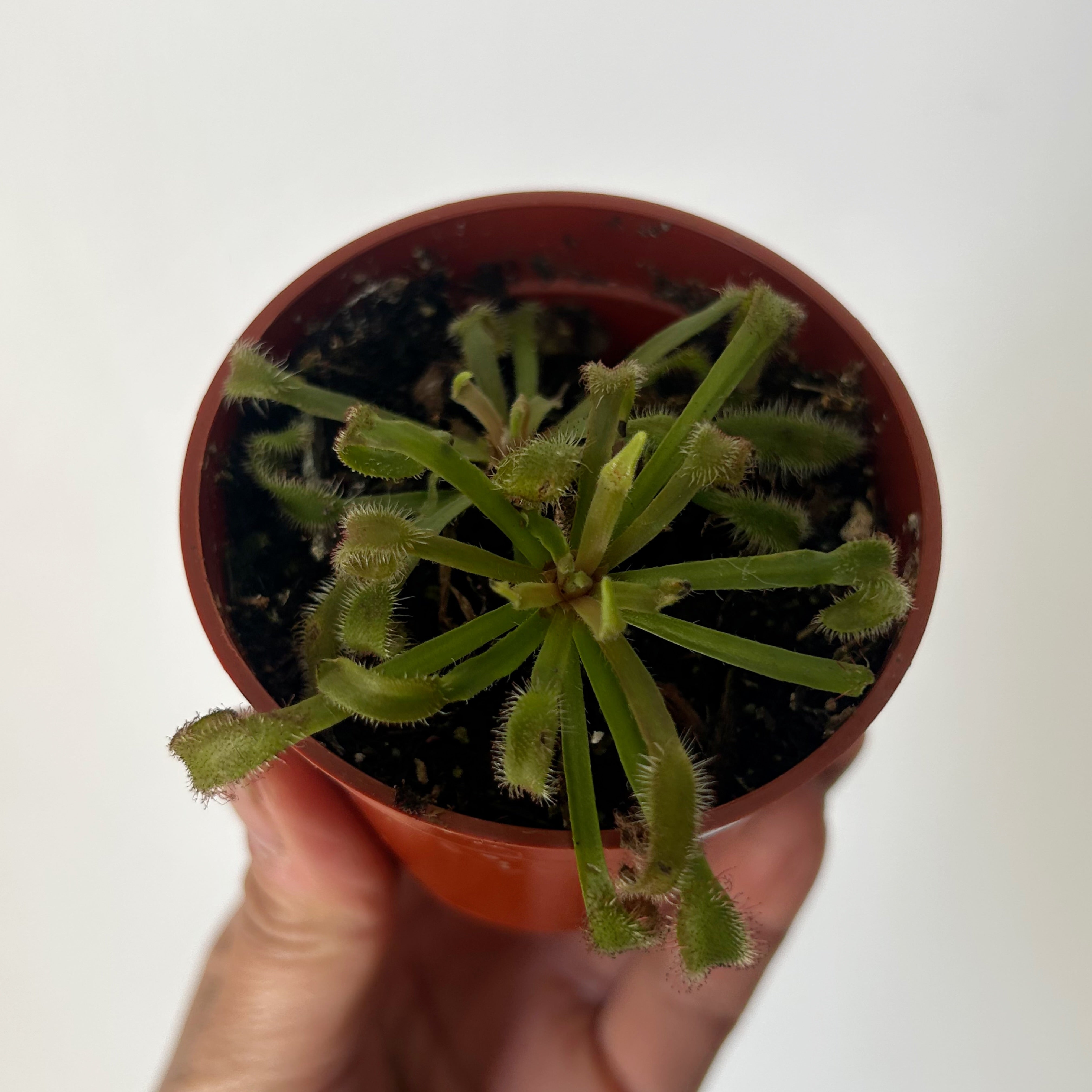 Sundew Carnivorous Plant (Drosera) 2.75”pot