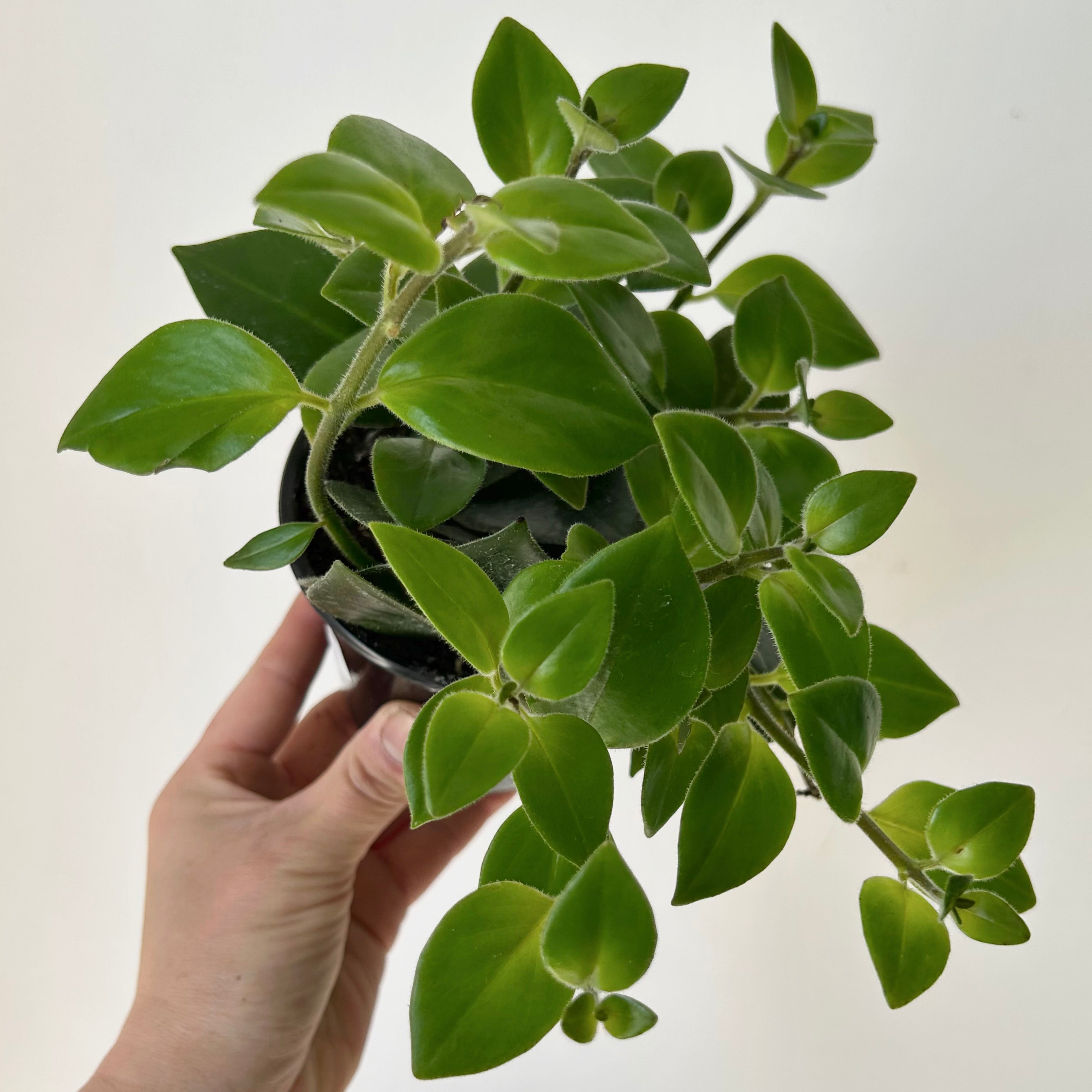 Mona Lisa Lipstick Plant (Aeschynanthus) 3.5”pot