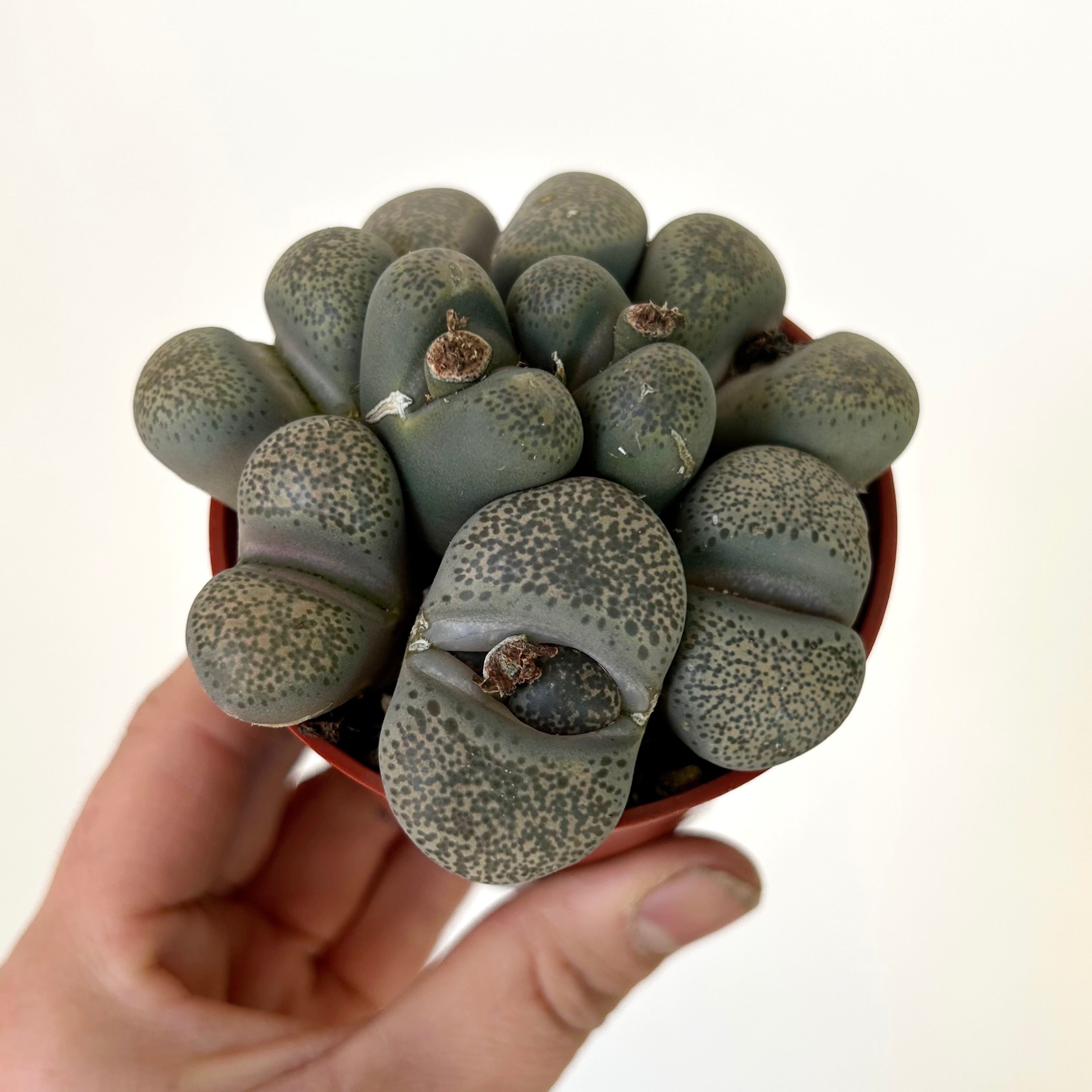 Living Stone Succulent (Lithops) 3" pot