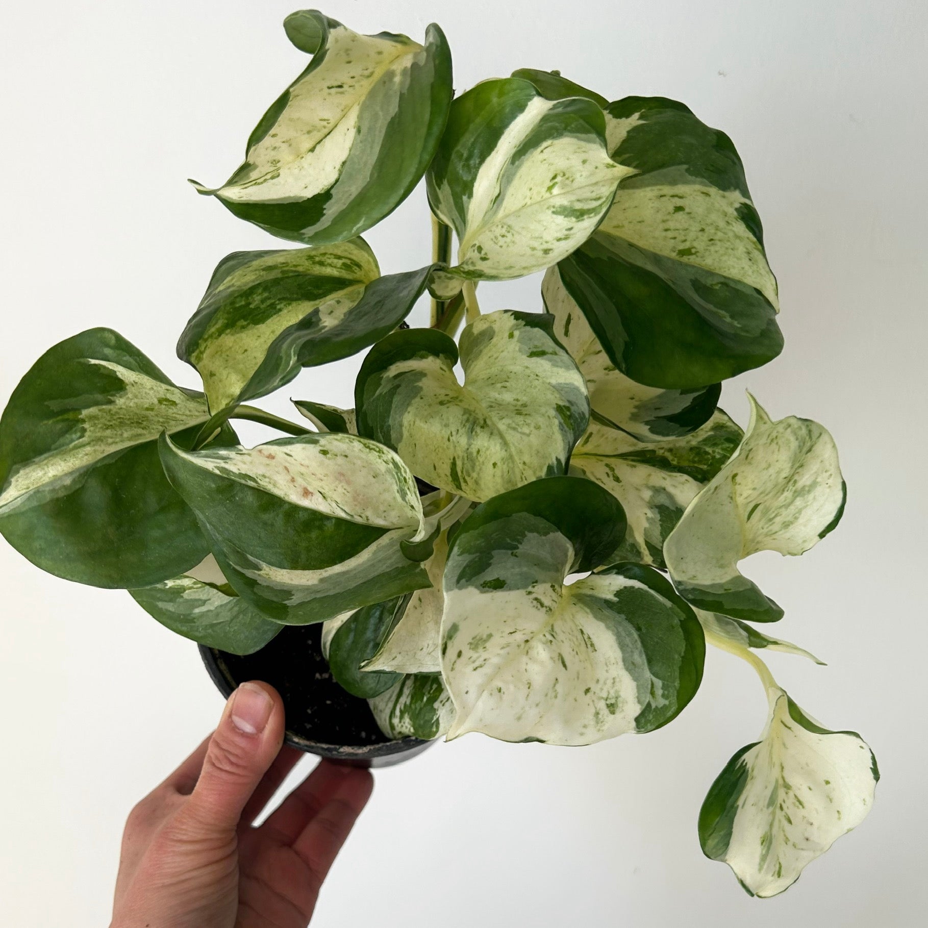 Manjula pothos 4”pot