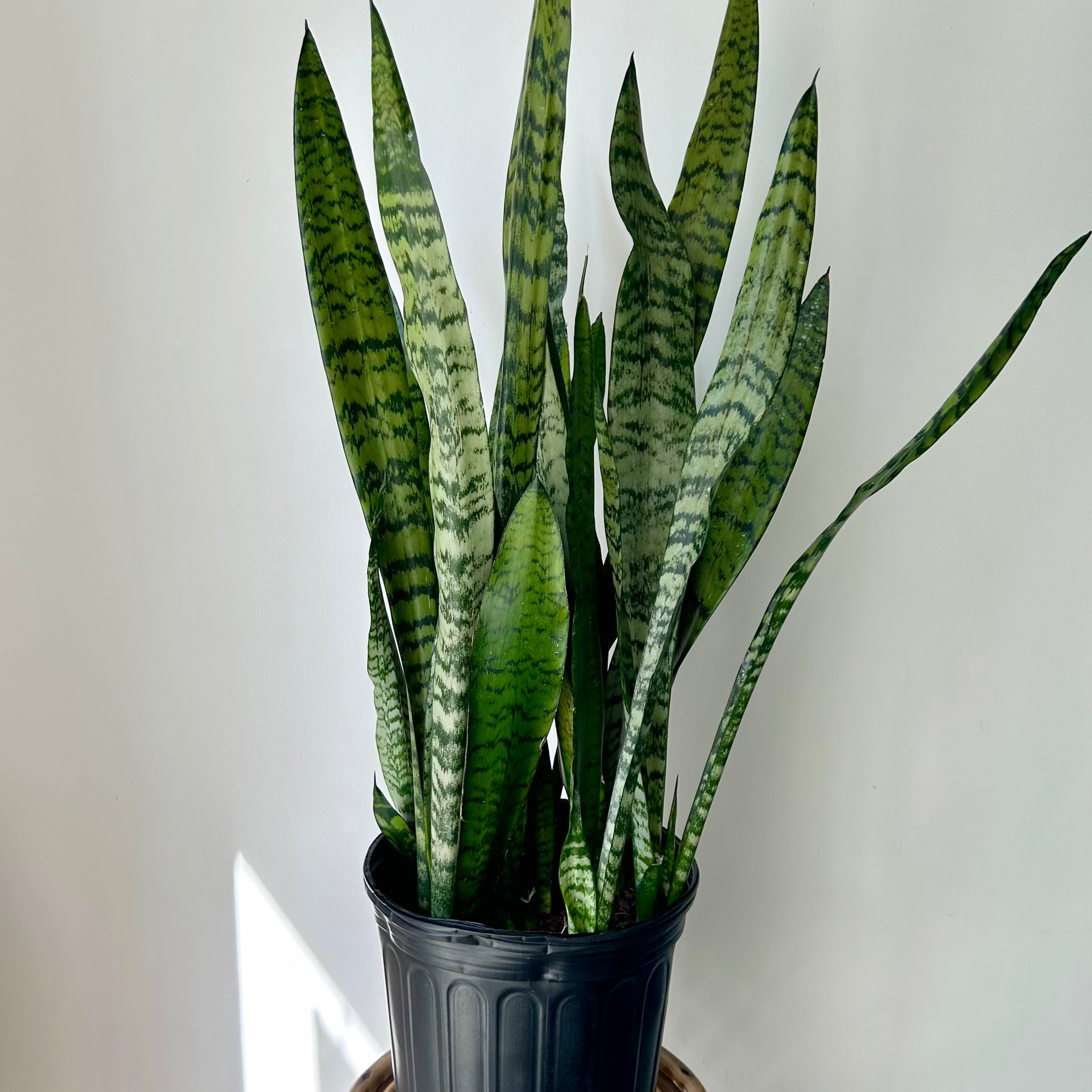 Sanseveiria zeylanica approximately 3ft tall in 8”pot