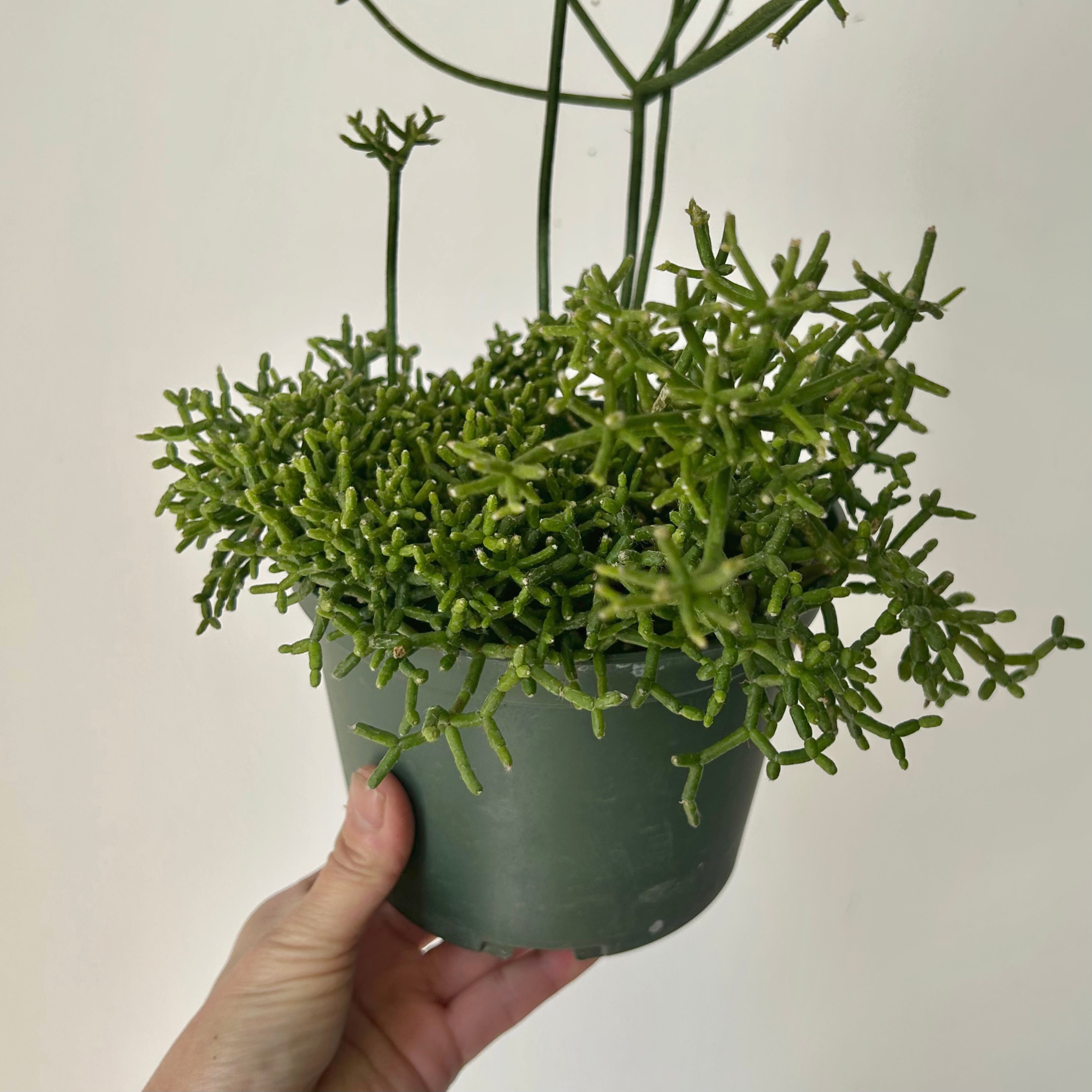Rhipsalis cereuscula 6” pot