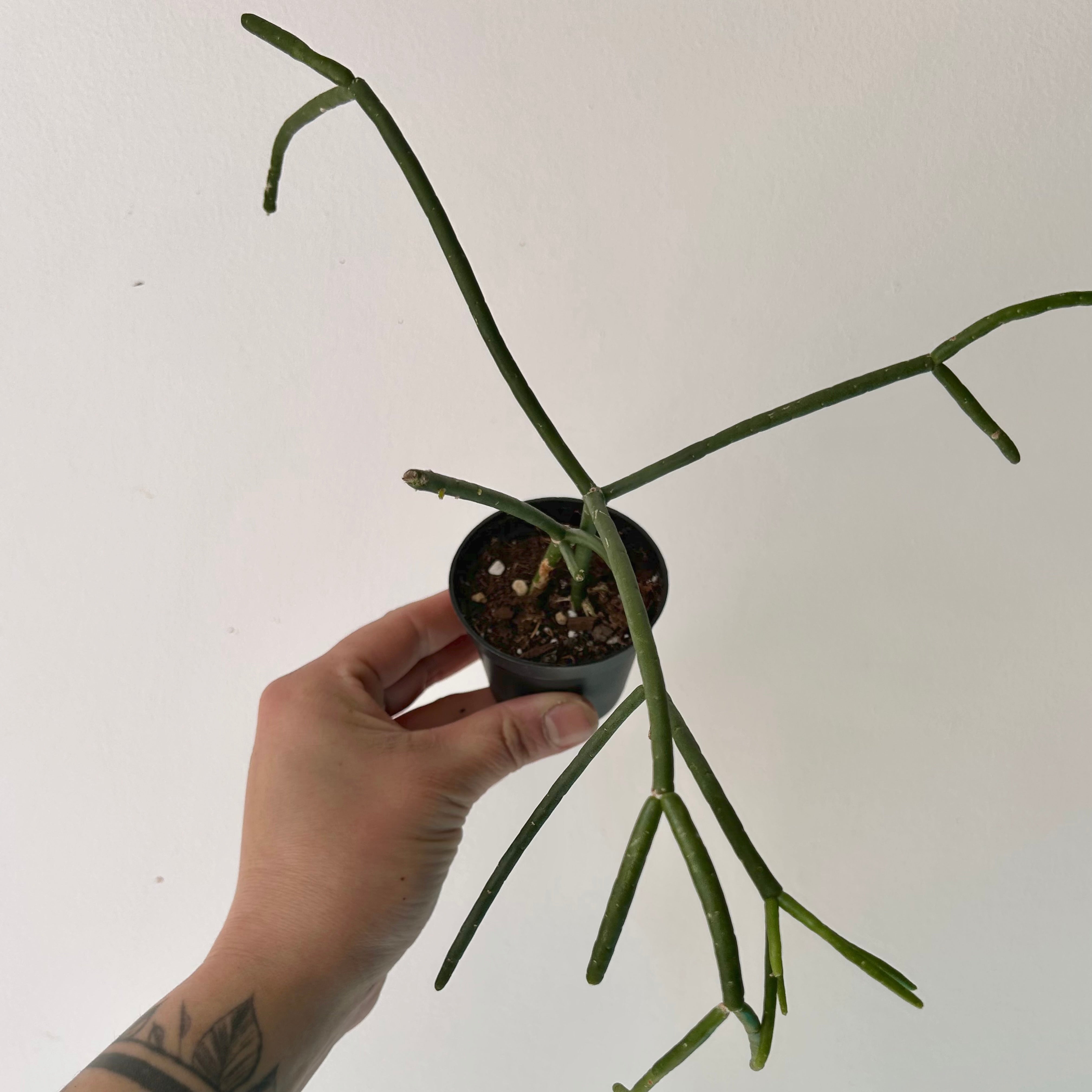 Rhipsalis heteroclada 2.5”pot