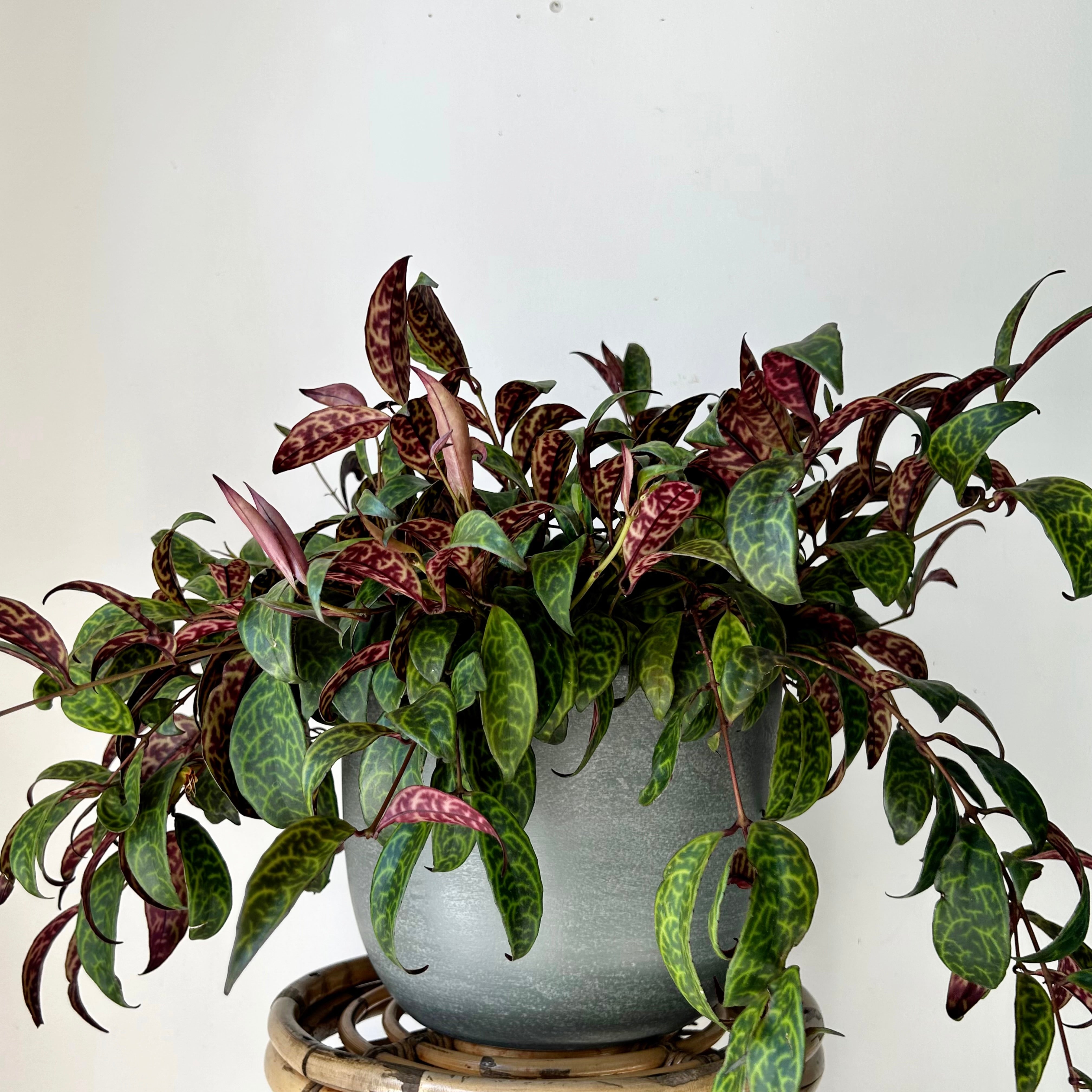 Black Pagoda Lipstick Vine (Aeschynanthus Longicaulis) 8" hanging basket