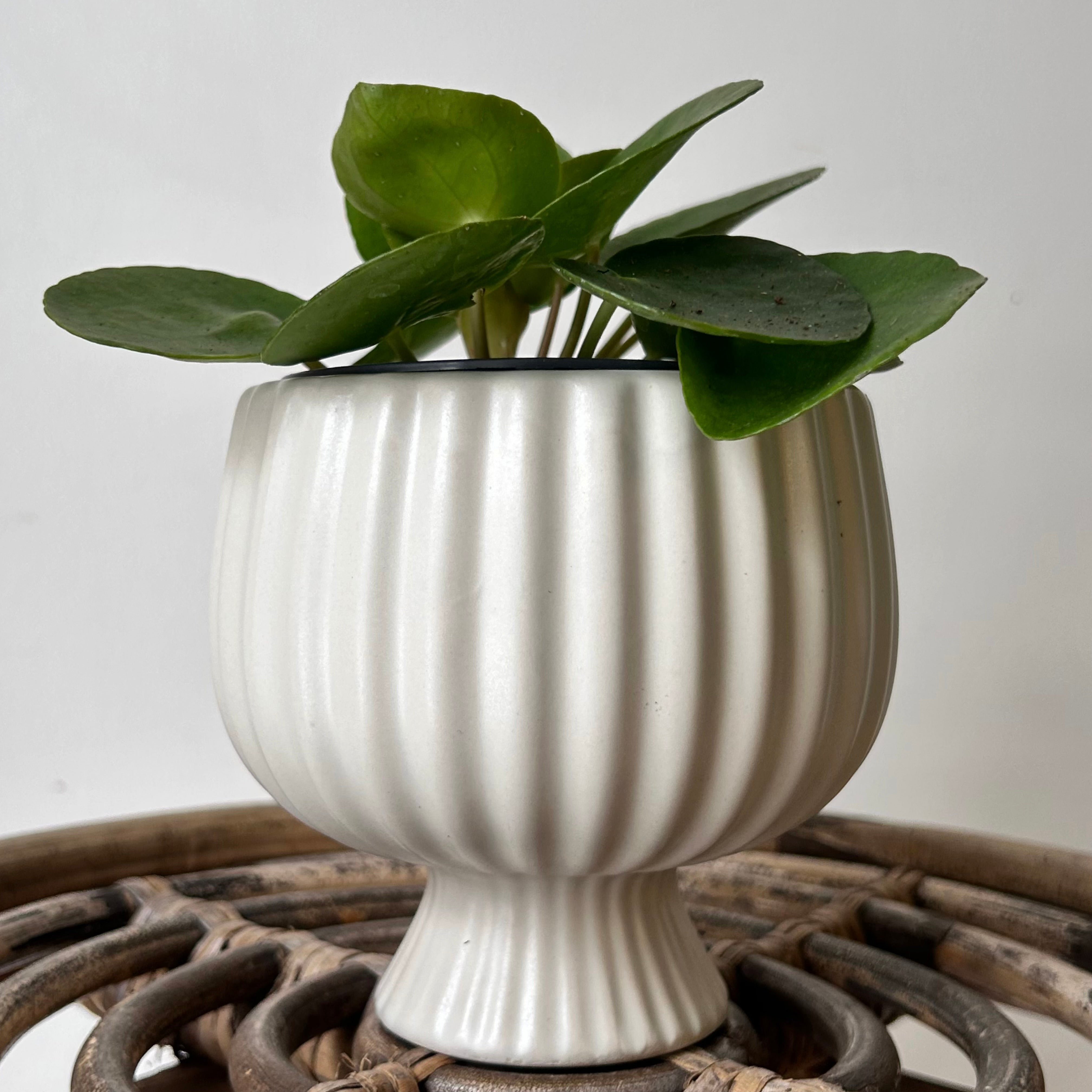 SONATA decorative compote planter (3.75”x4”) available in two colours