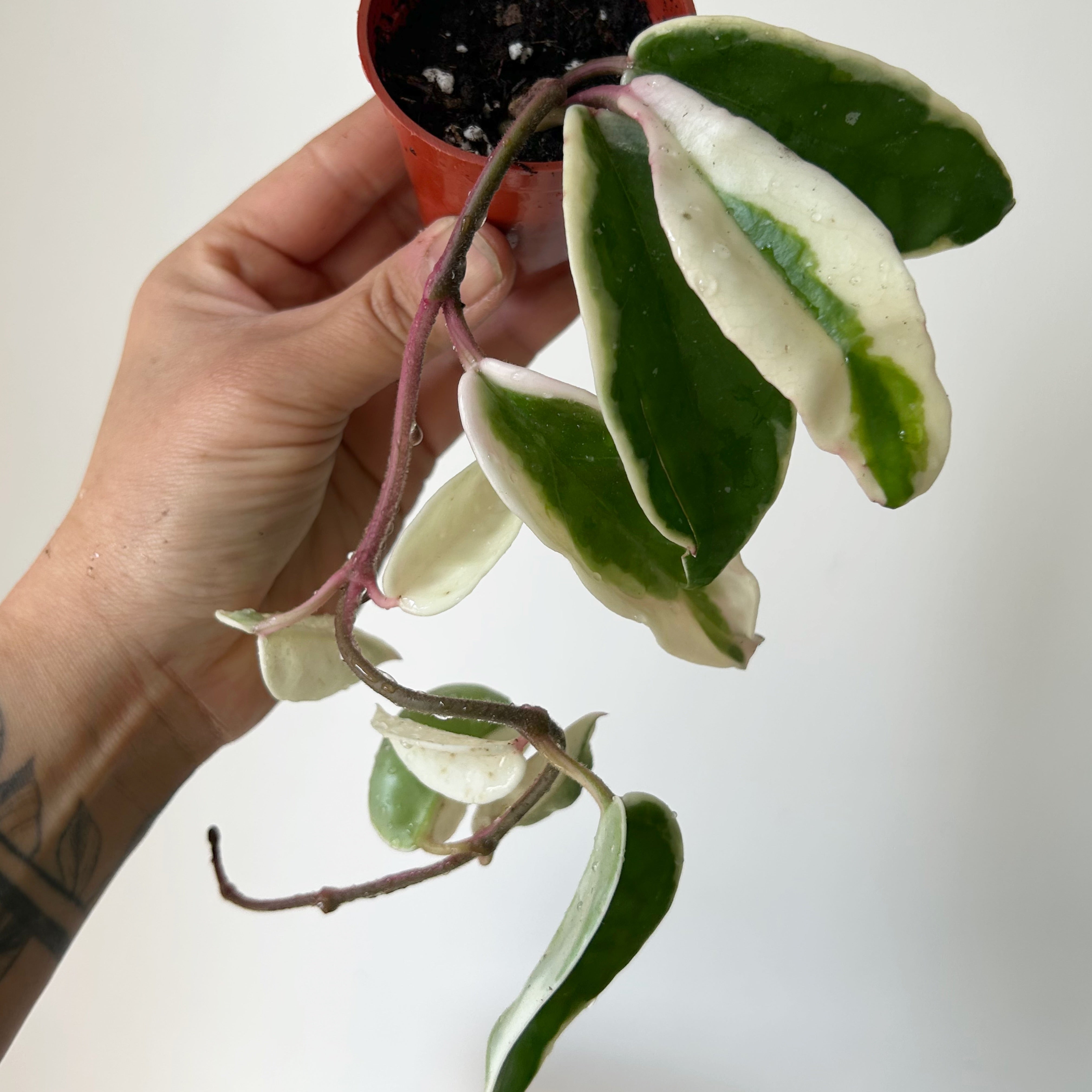 Hoya carnosa "Krimson Queen” 2.25”pot