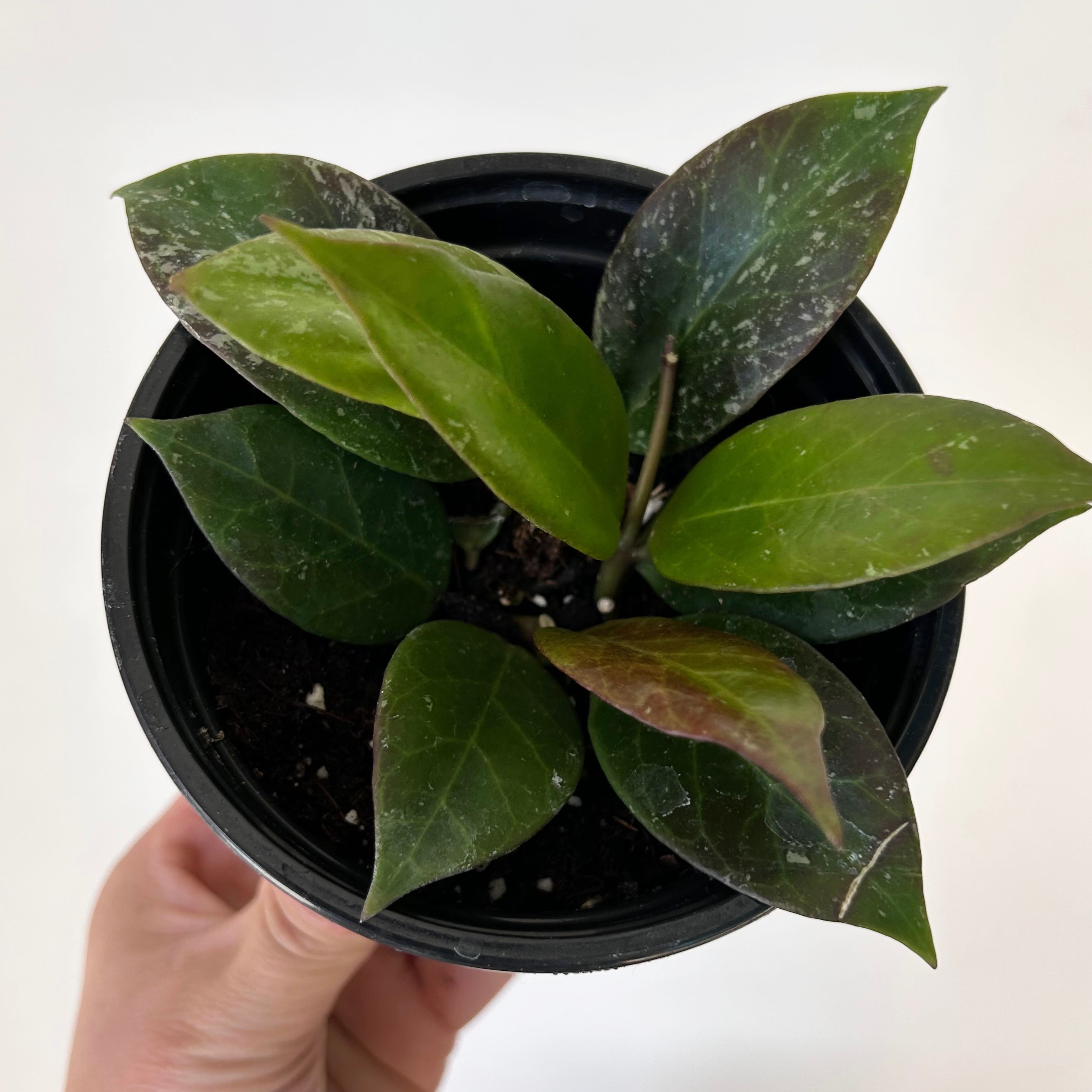 Hoya Sunrise 4” pot