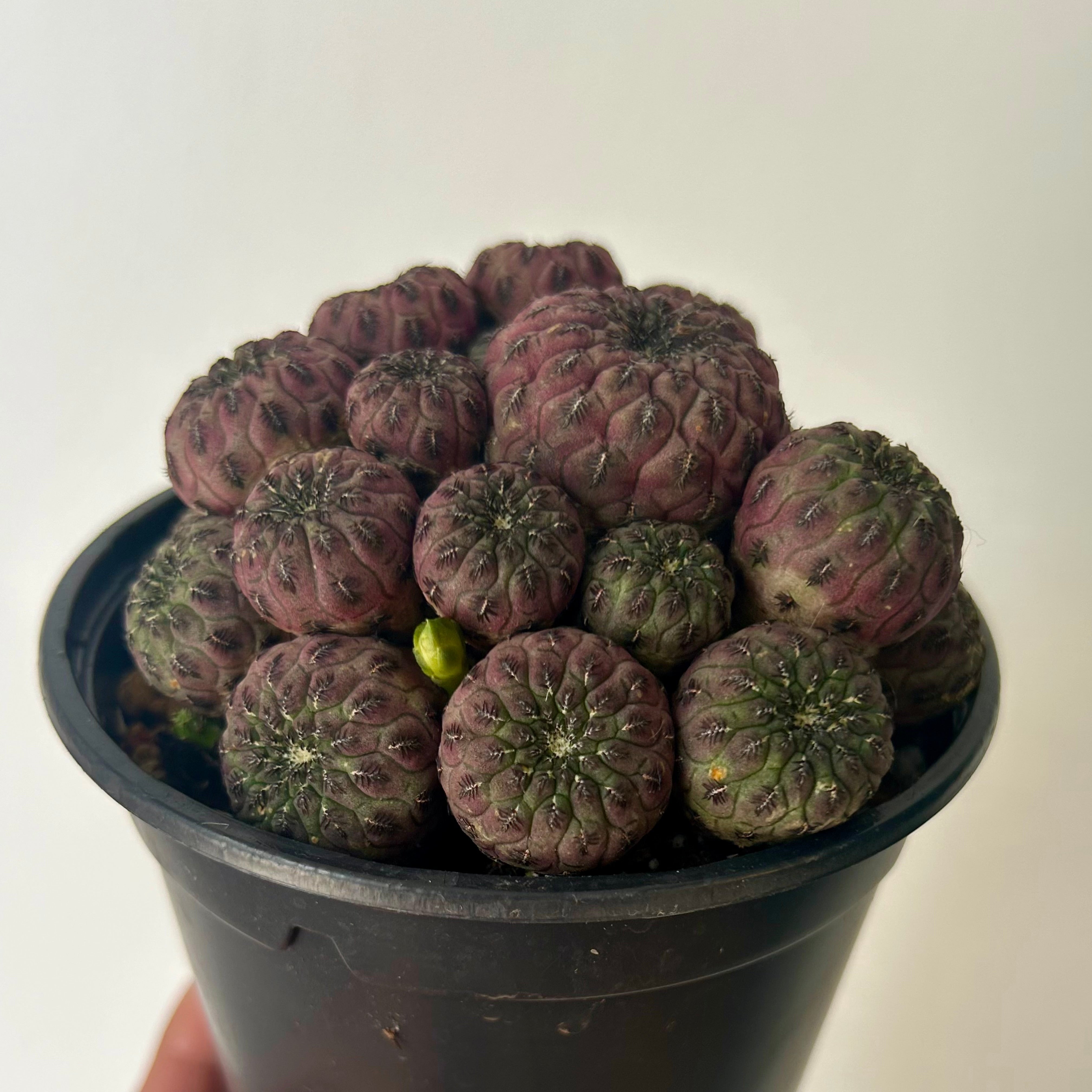 Purple Crown Cactus (Sulcorebutia Rauschii Violacidermis) 3.5”pot