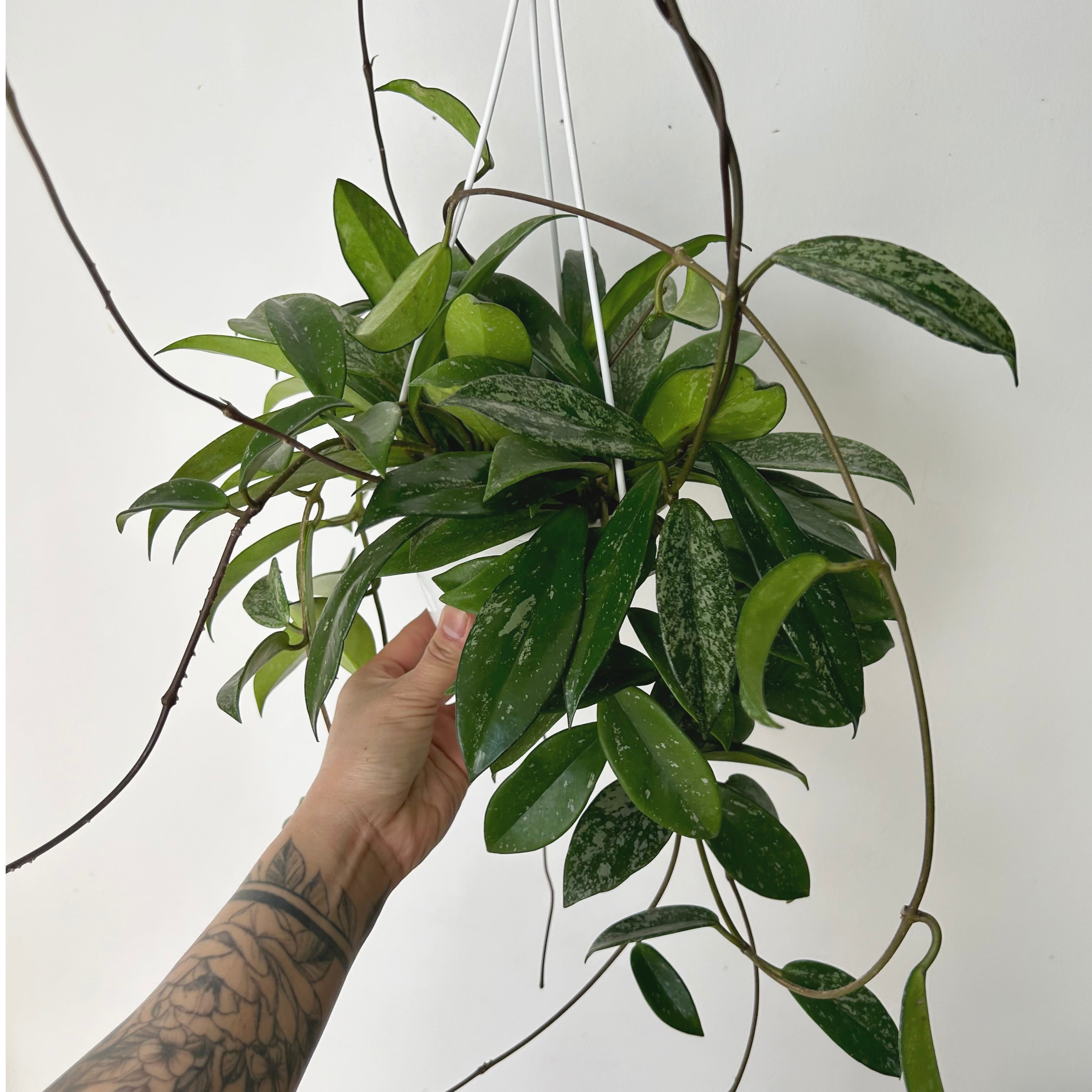 Hoya pubicalyx 6”hanging basket