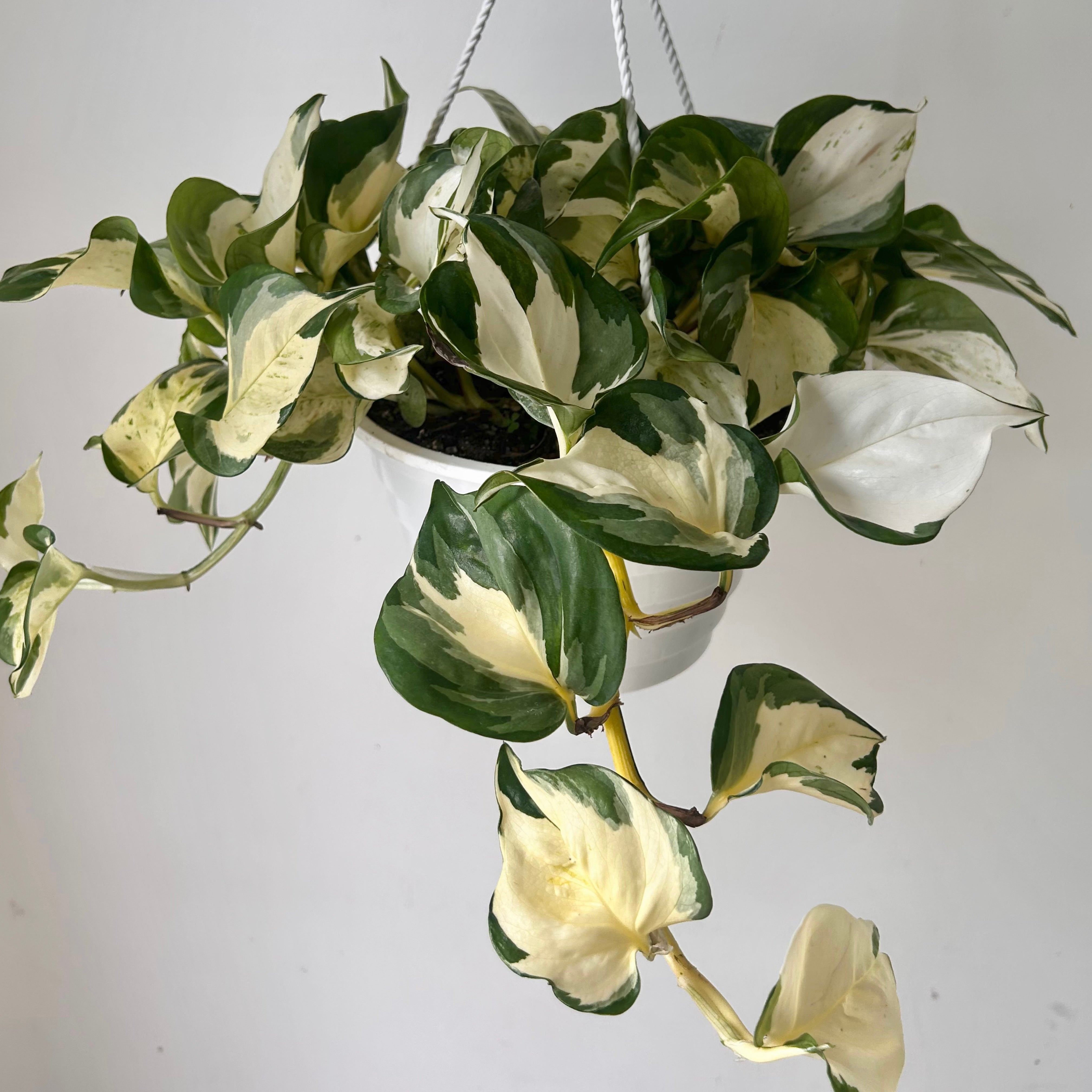 Manjula Pothos 8” hanging basket