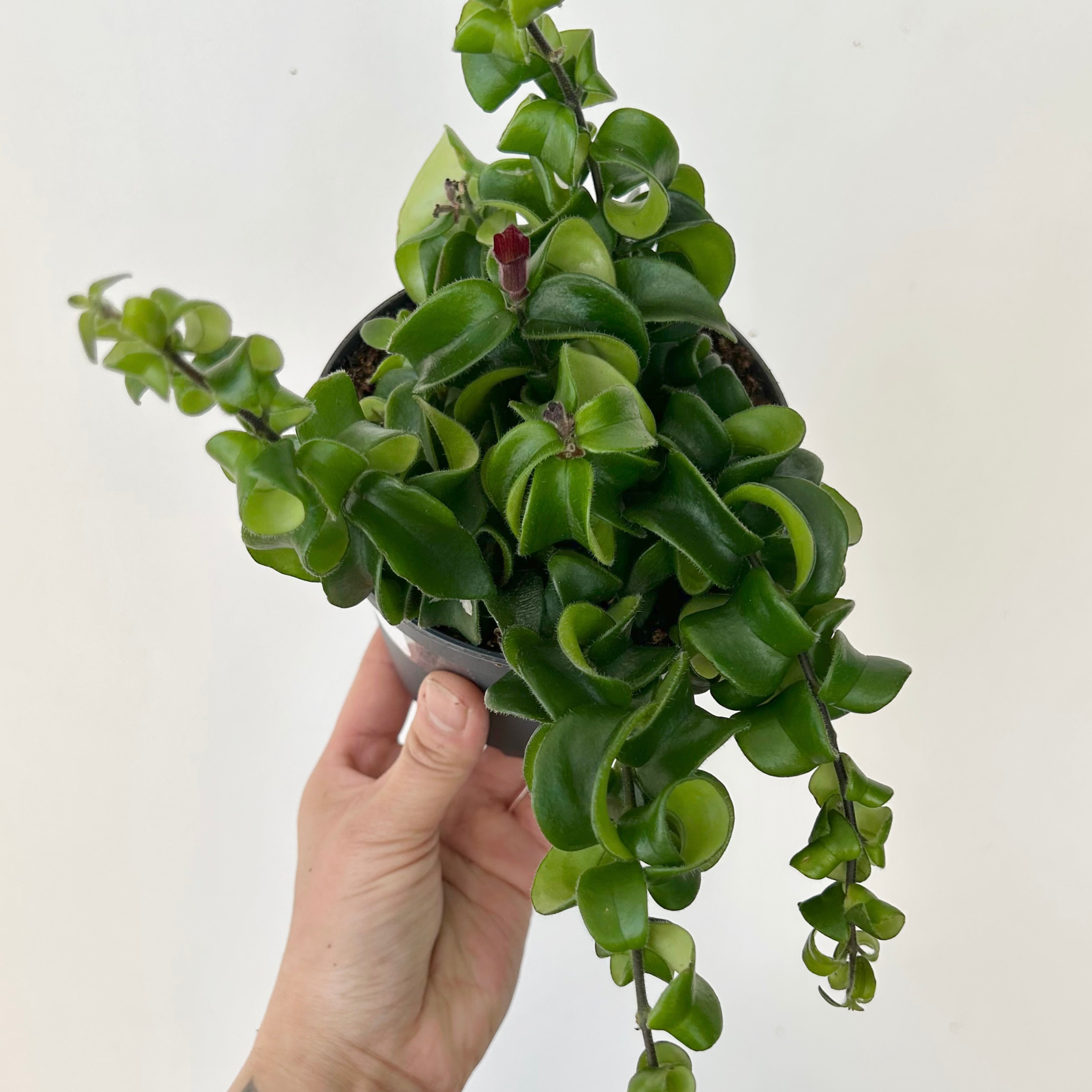 Rasta Lipstick Plant (Aeschynanthus radicans) 5”pot
