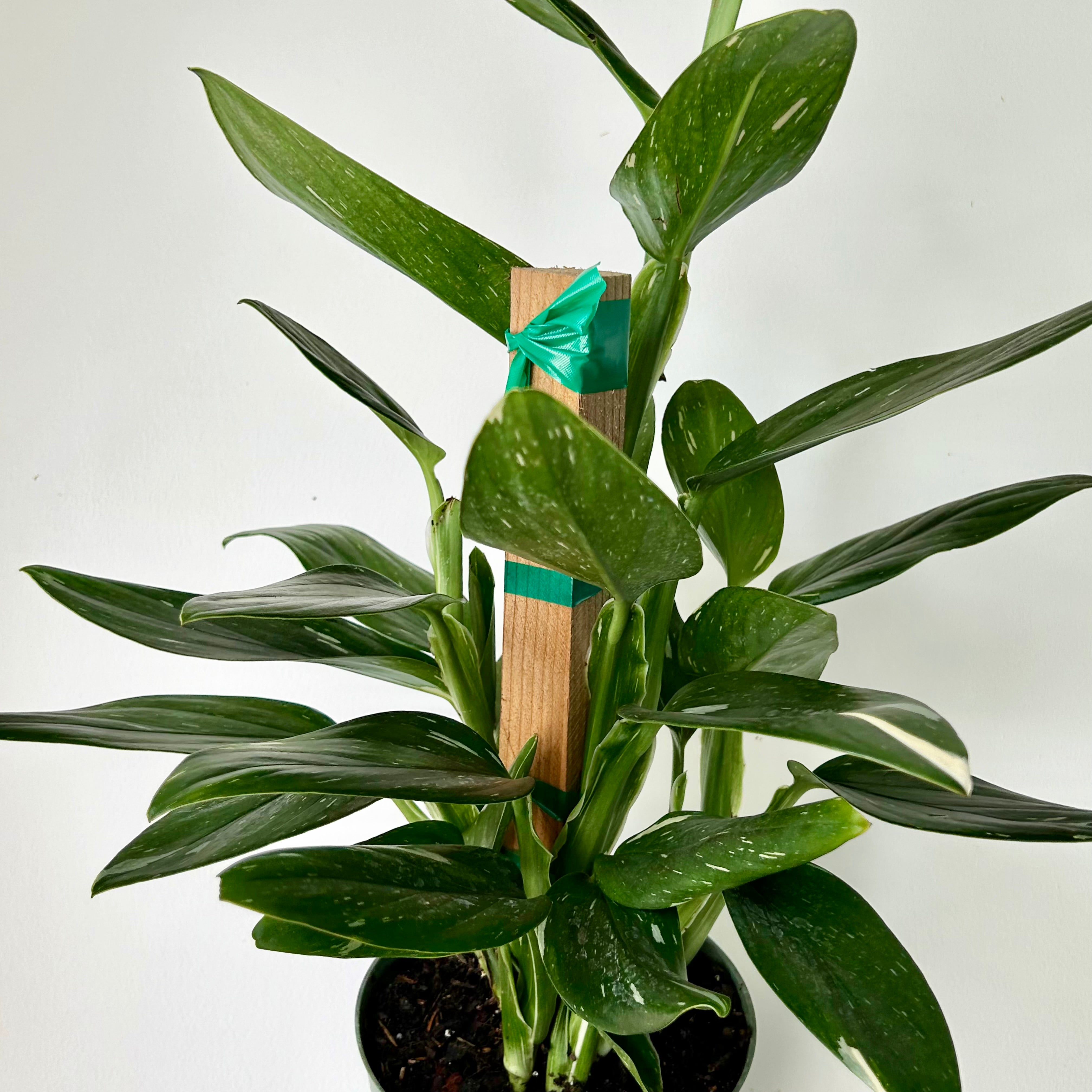 Monstera Standleyana Albo Variegata approximately 2ft tall in 6" pot (secured onto wooden totem)