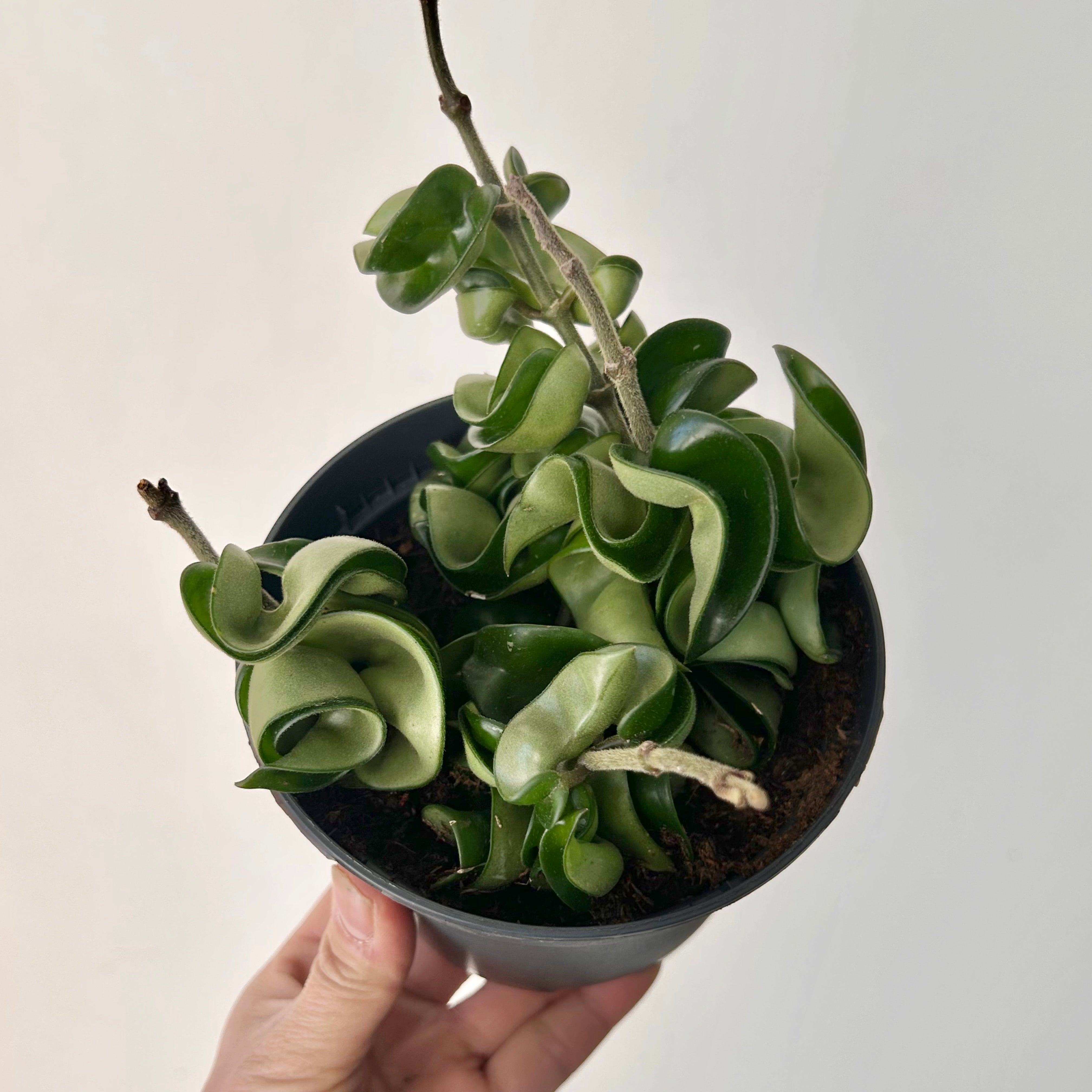 Rope Hoya (Carnosa compacta) 5” pot