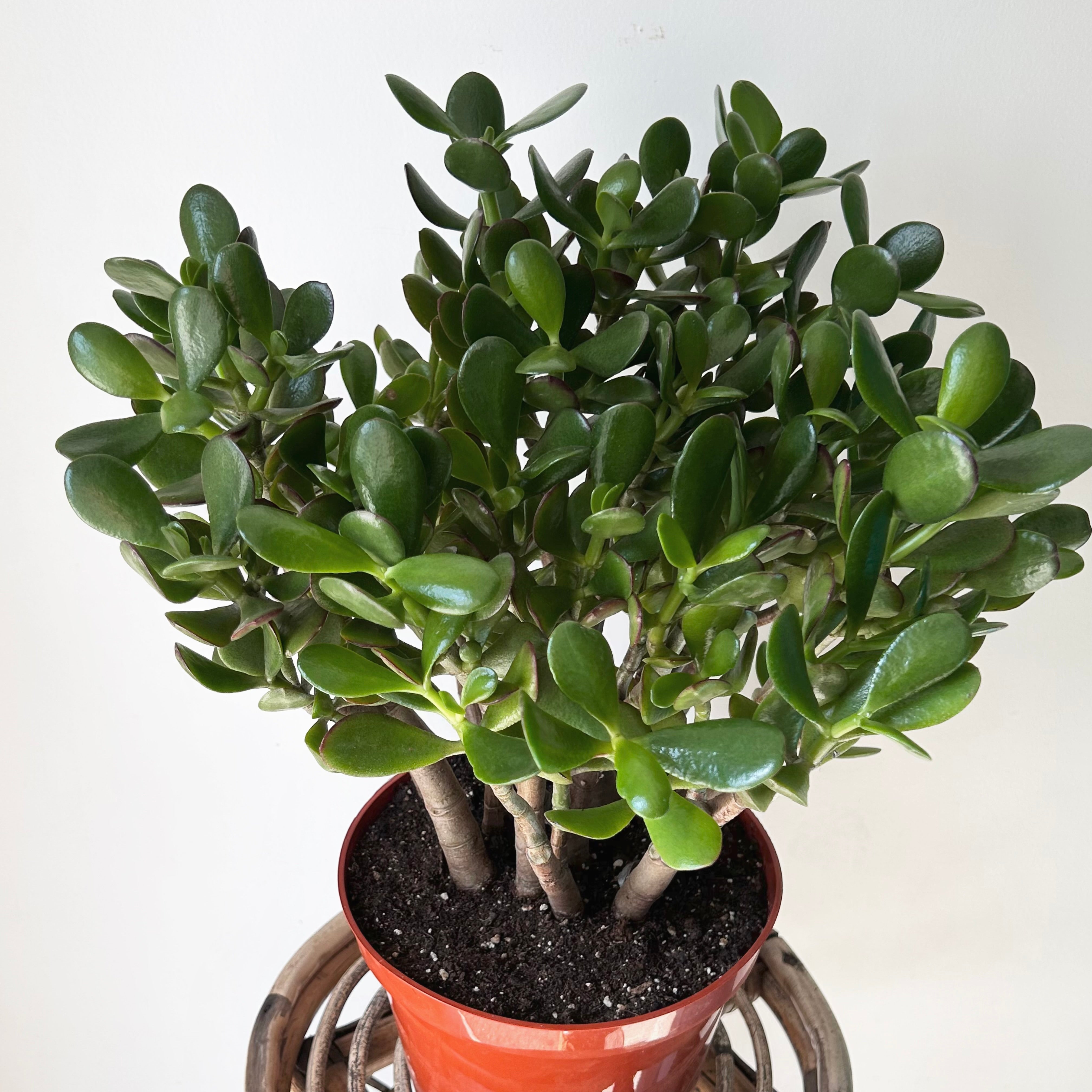 Jade Succulent Ovata “Sunset” 8”pot