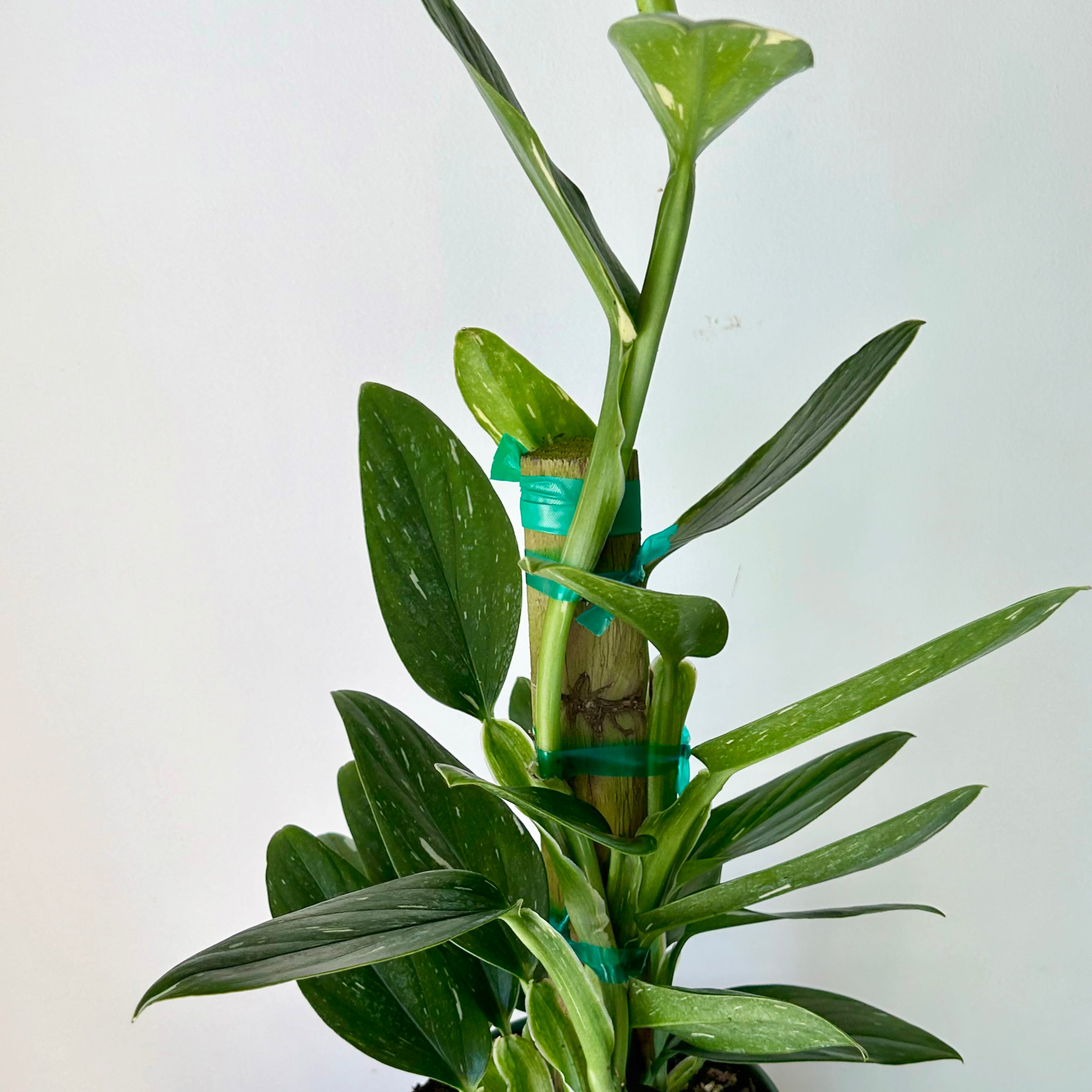 Monstera Standleyana Albo Variegata approximately 2ft tall in 6" pot (secured onto wooden totem)