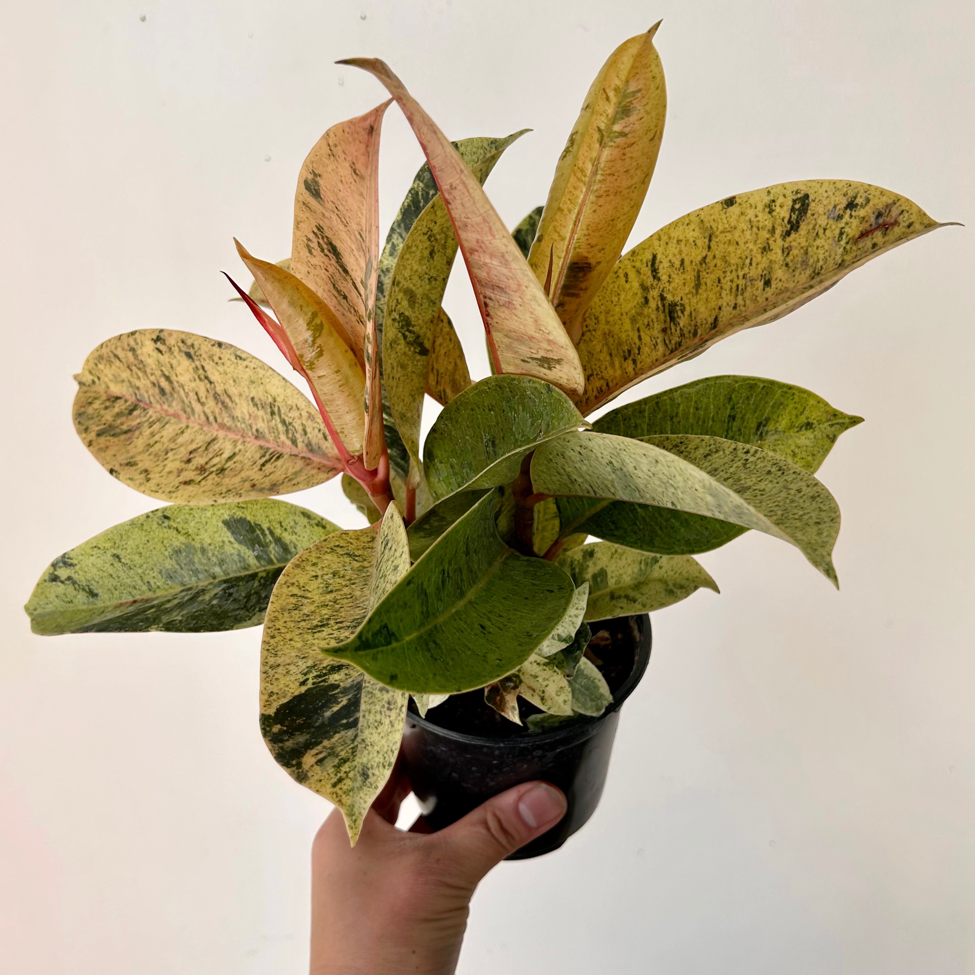 Ficus Shivereana Moonshine 4”pot