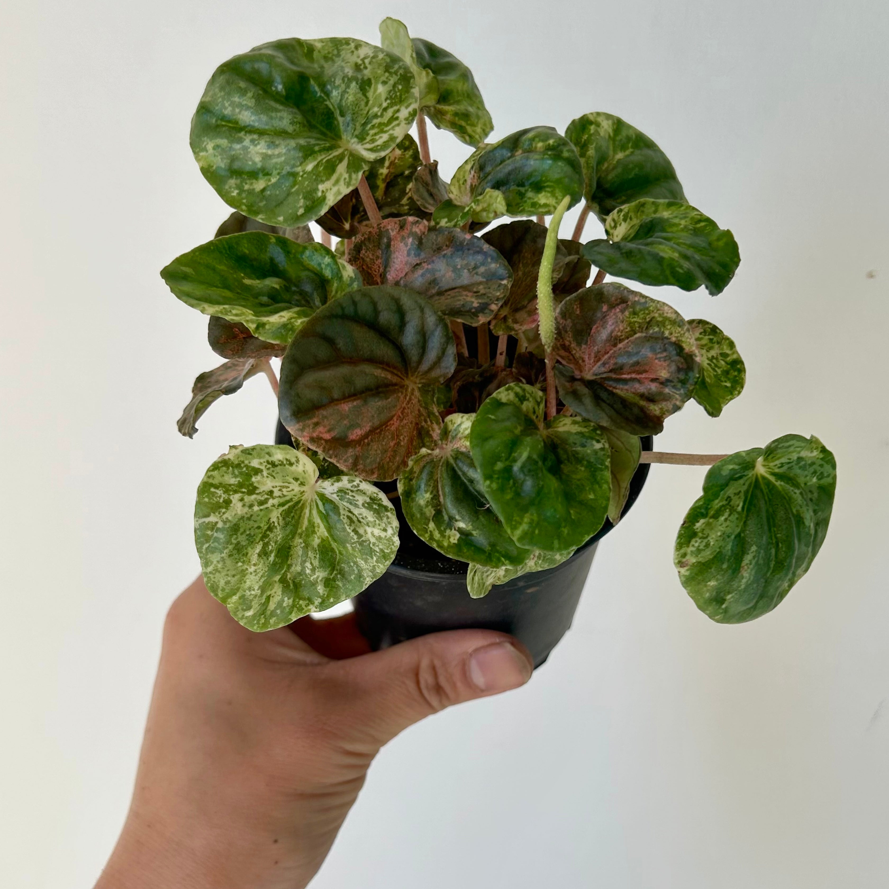 Peperomia Caperata variegated “pink lady”3.5”pot