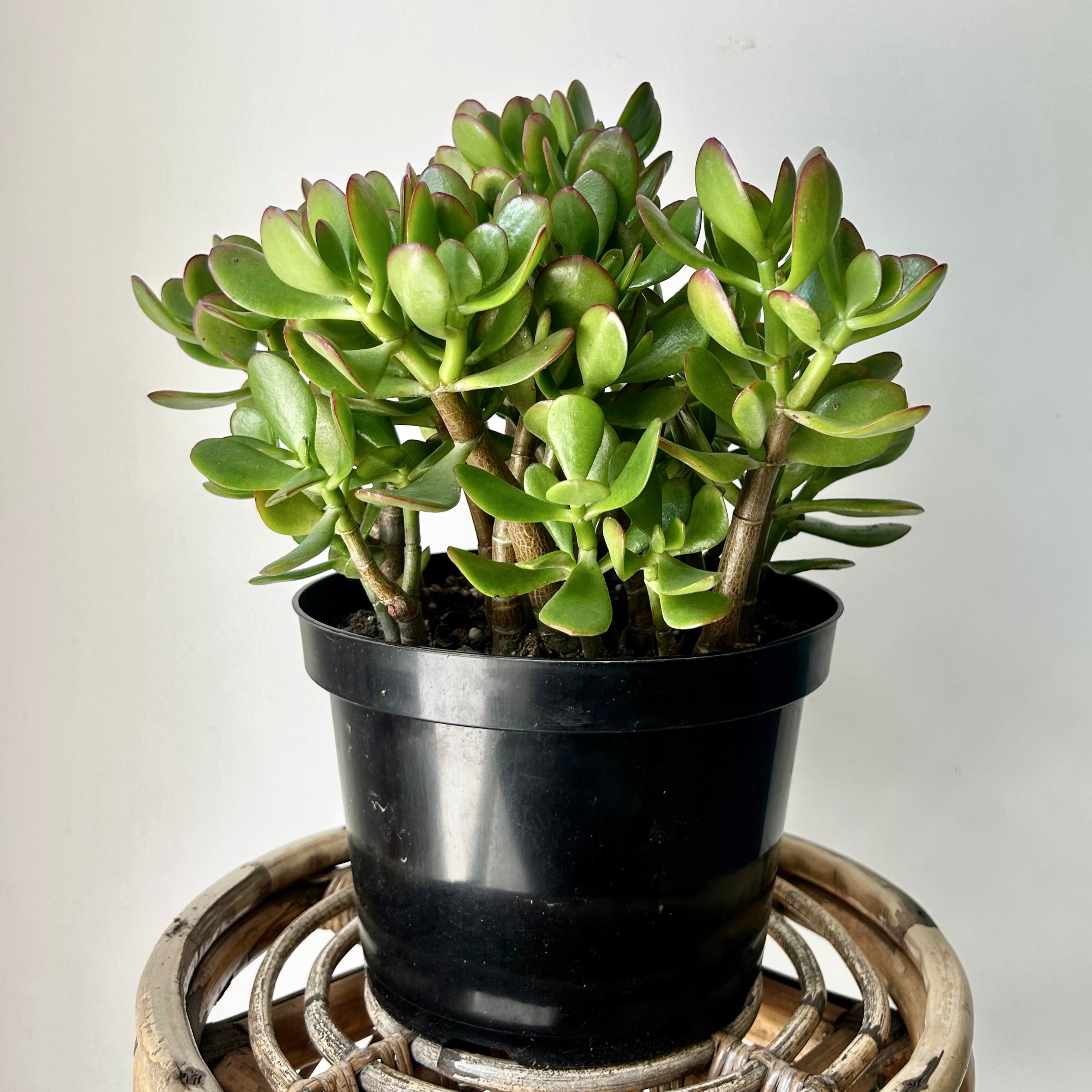 Jade Succulent Ovata “Sunset” approximately 1ft tall in 8”pot