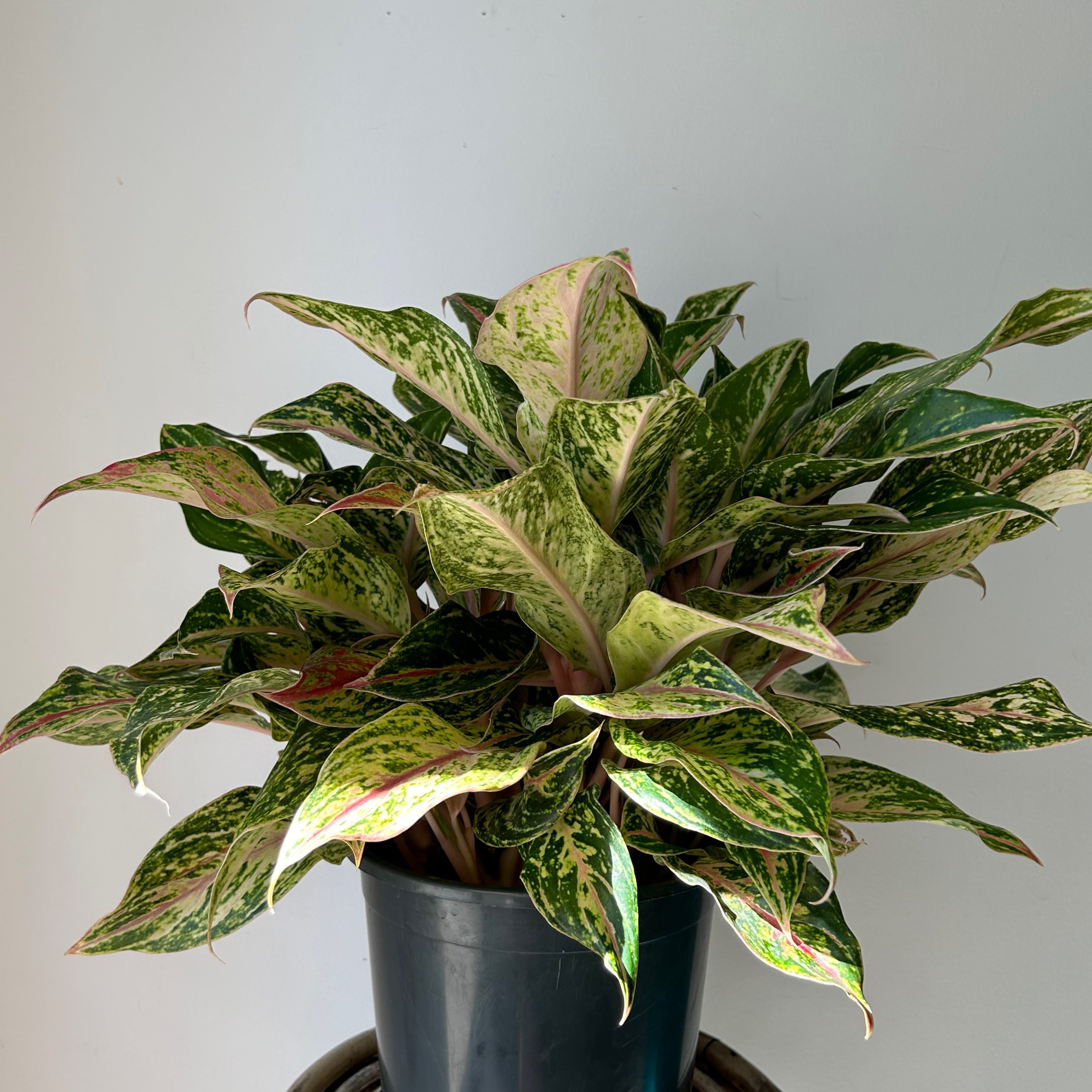 Aglaonema “Sparkling Sarah” 10”pot