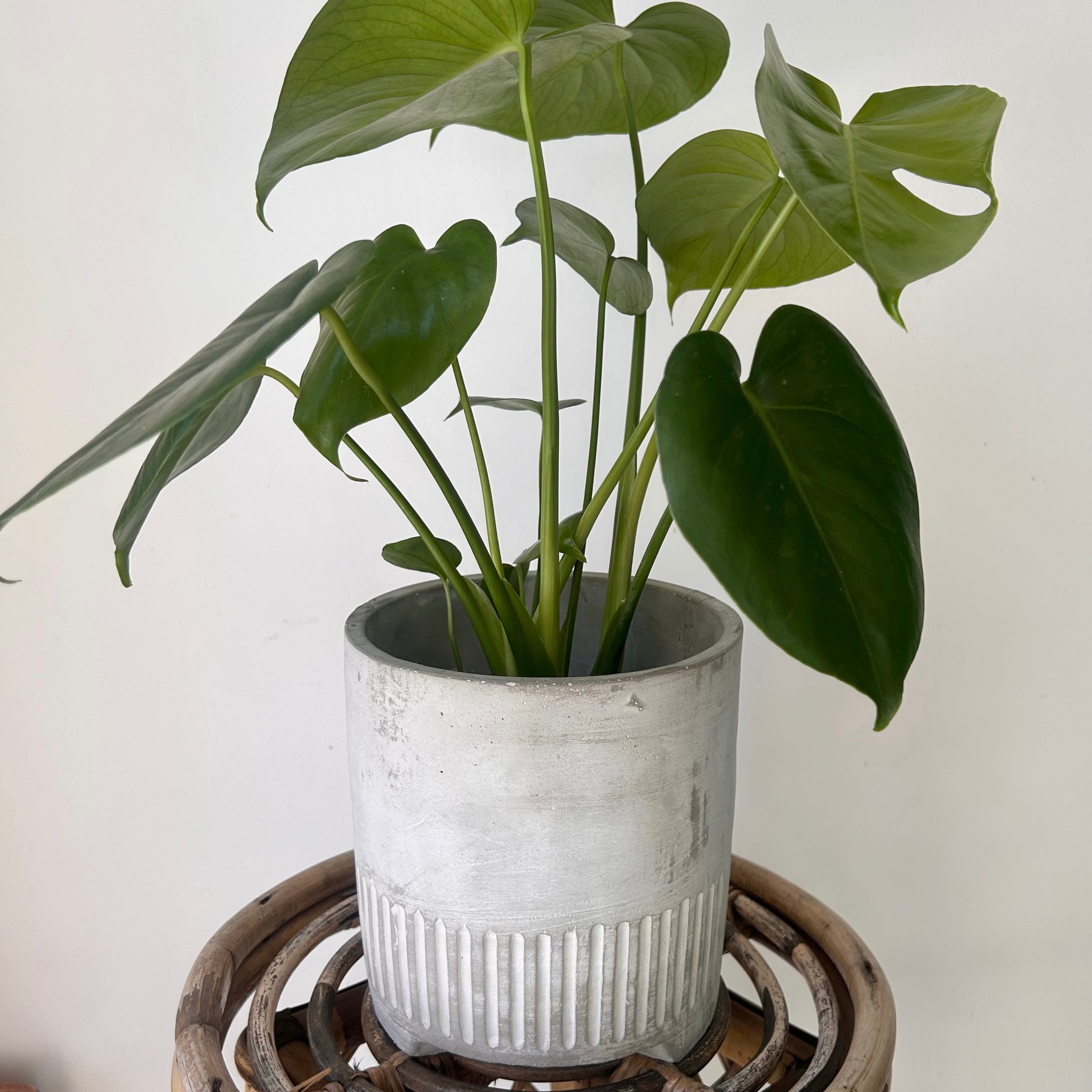 BOWIE Footed Decorative Planter Concrete LIGHT GREY (6”X6”)