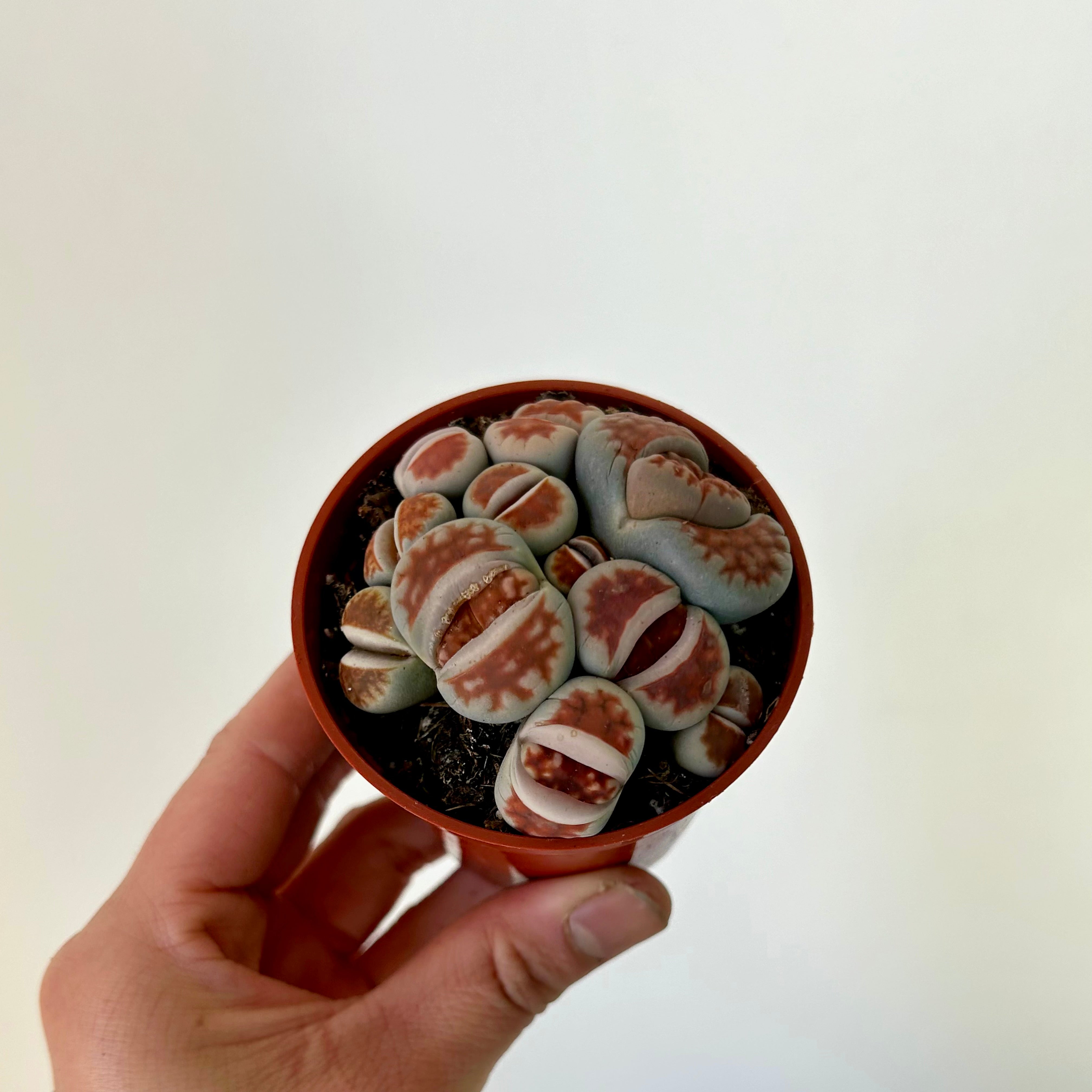 Living Stone Succulent (Lithops) 3" pot