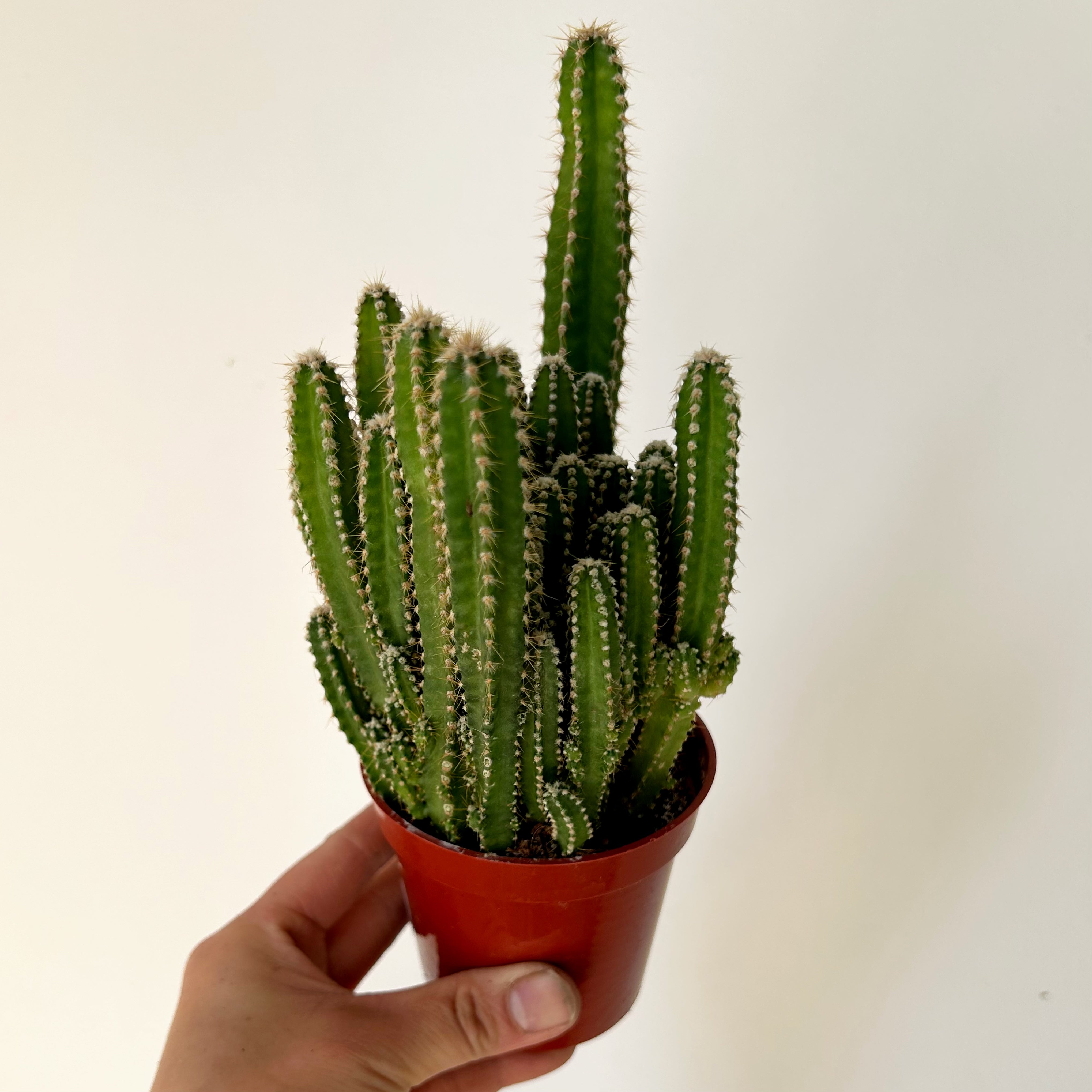 Fairy Castle Cactus (Acanthocereus Tetragonus), 3.5”Pot