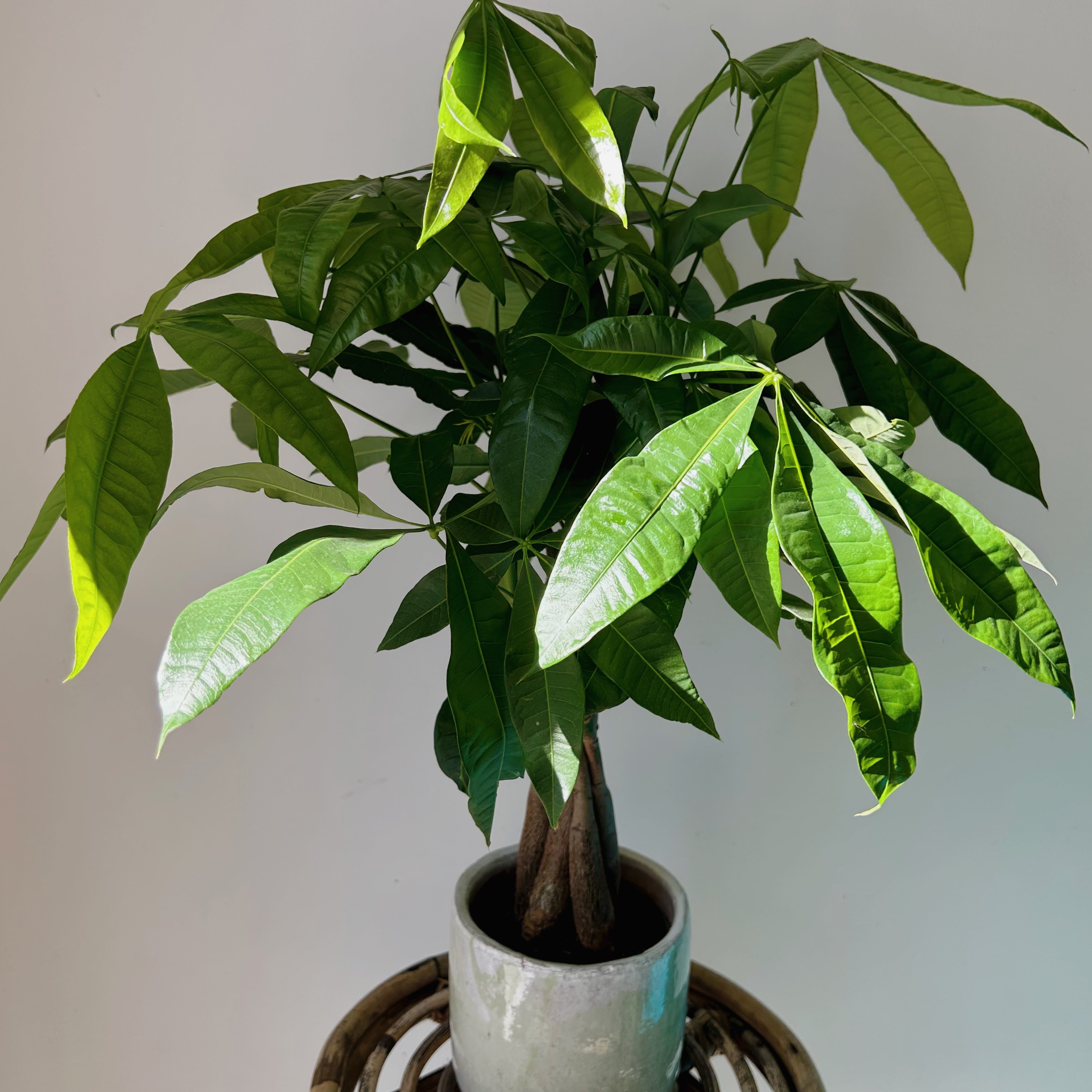 Money Tree (Pachira aquatica ) approximately 20 inches tall 5”pot