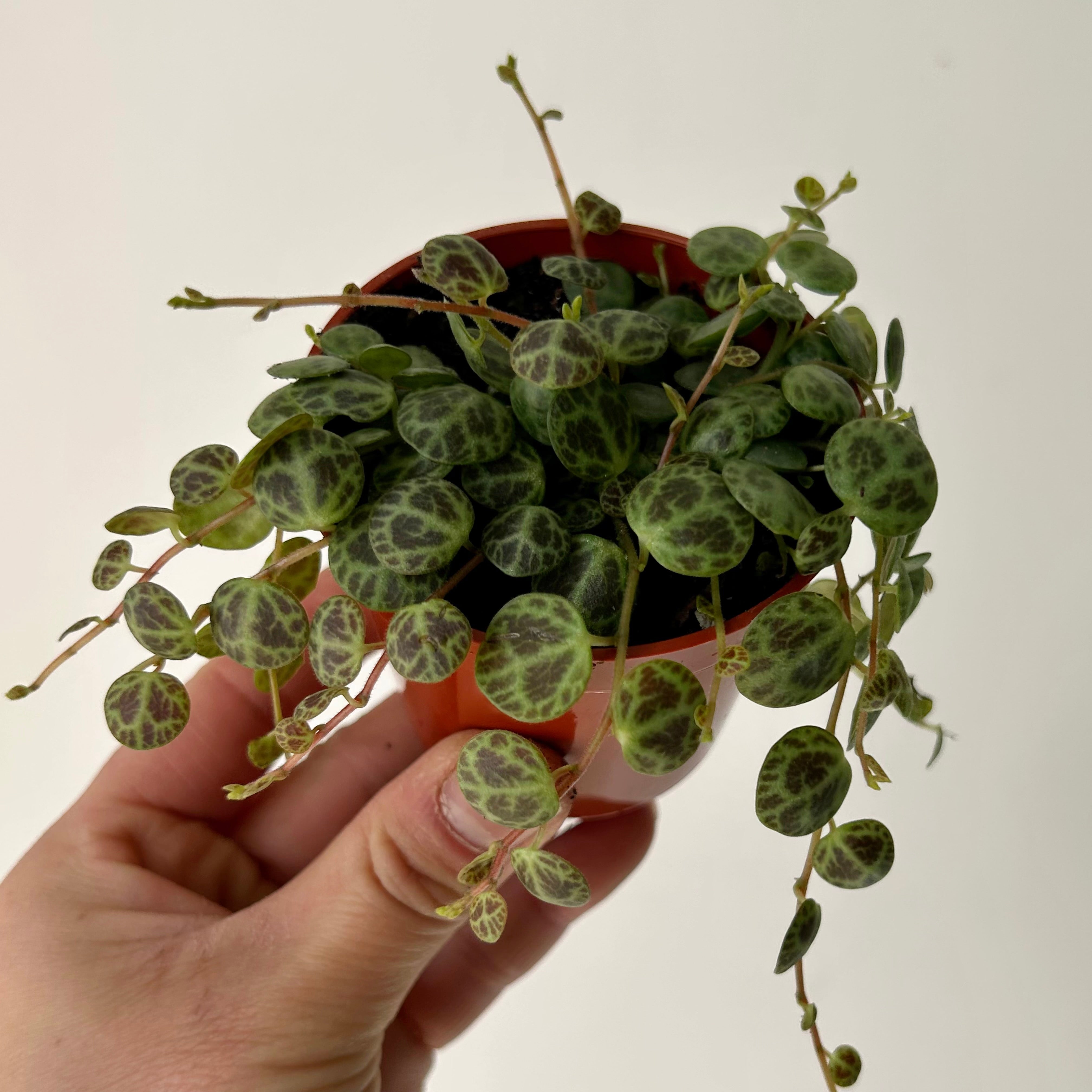 String of Turtles (Peperomia prostrata) 2.5”pot
