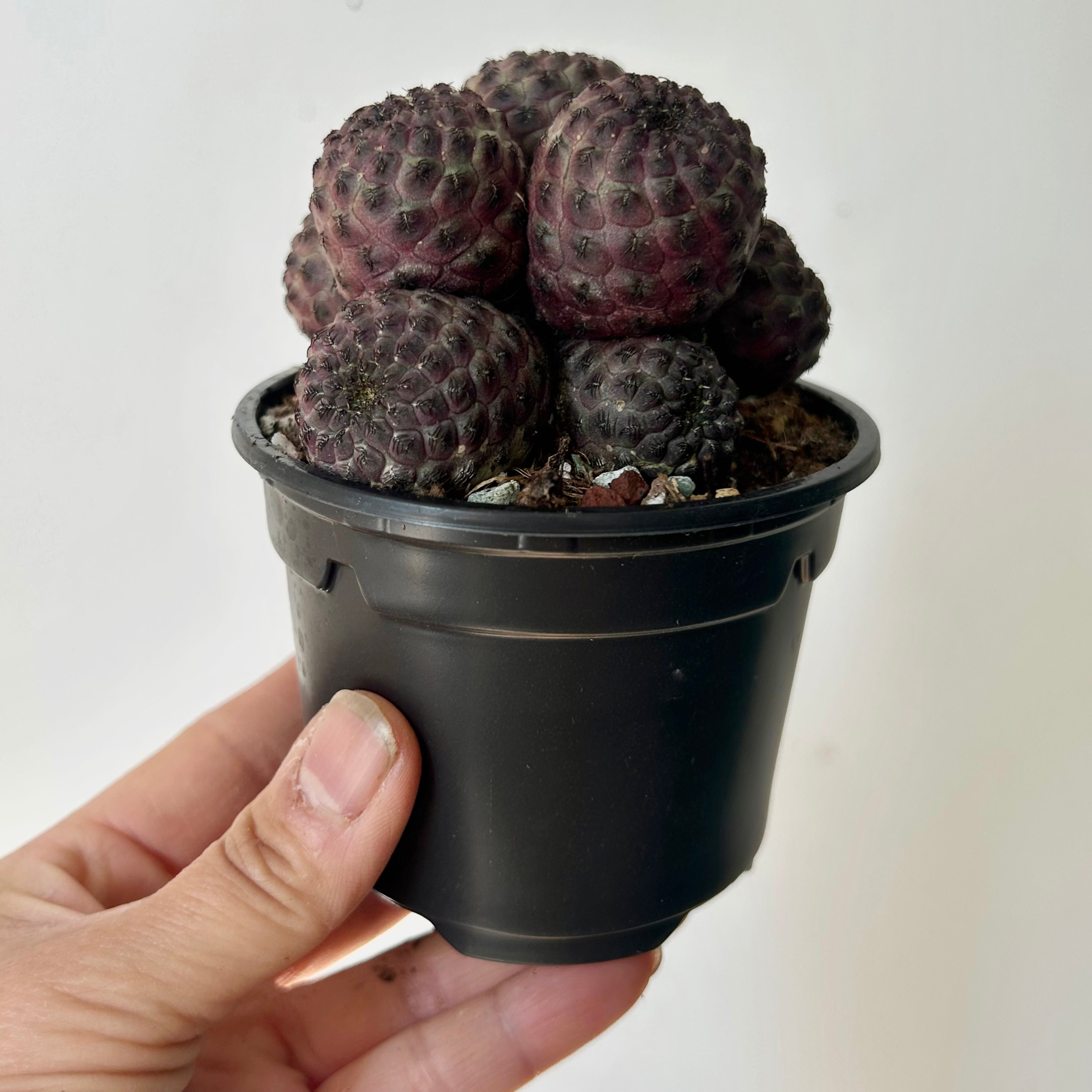 Purple Crown Cactus (Sulcorebutia Rauschii Violacidermis) 3.5”pot