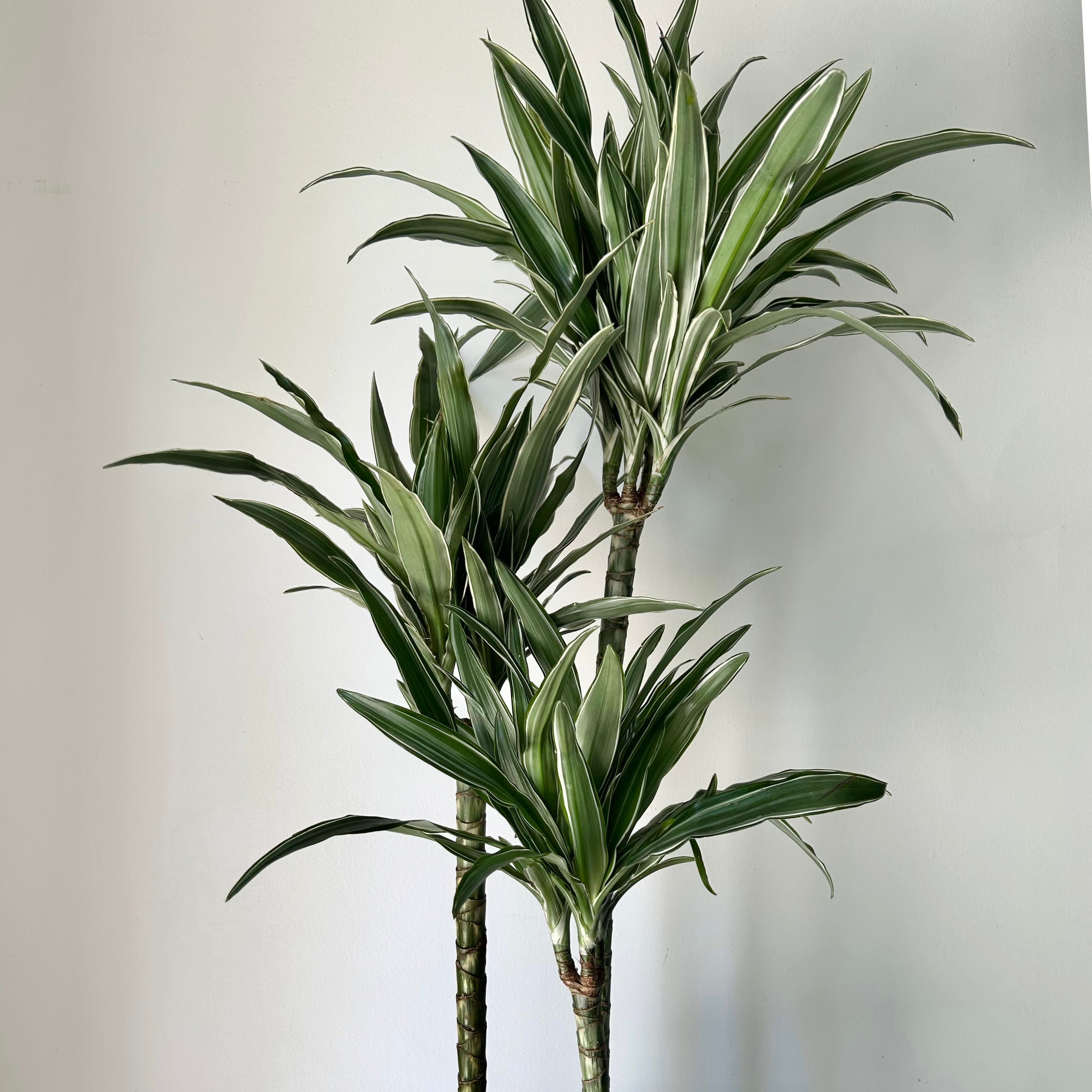 Dracaena warneckii Cane approximately  3ft tall in 8” pot