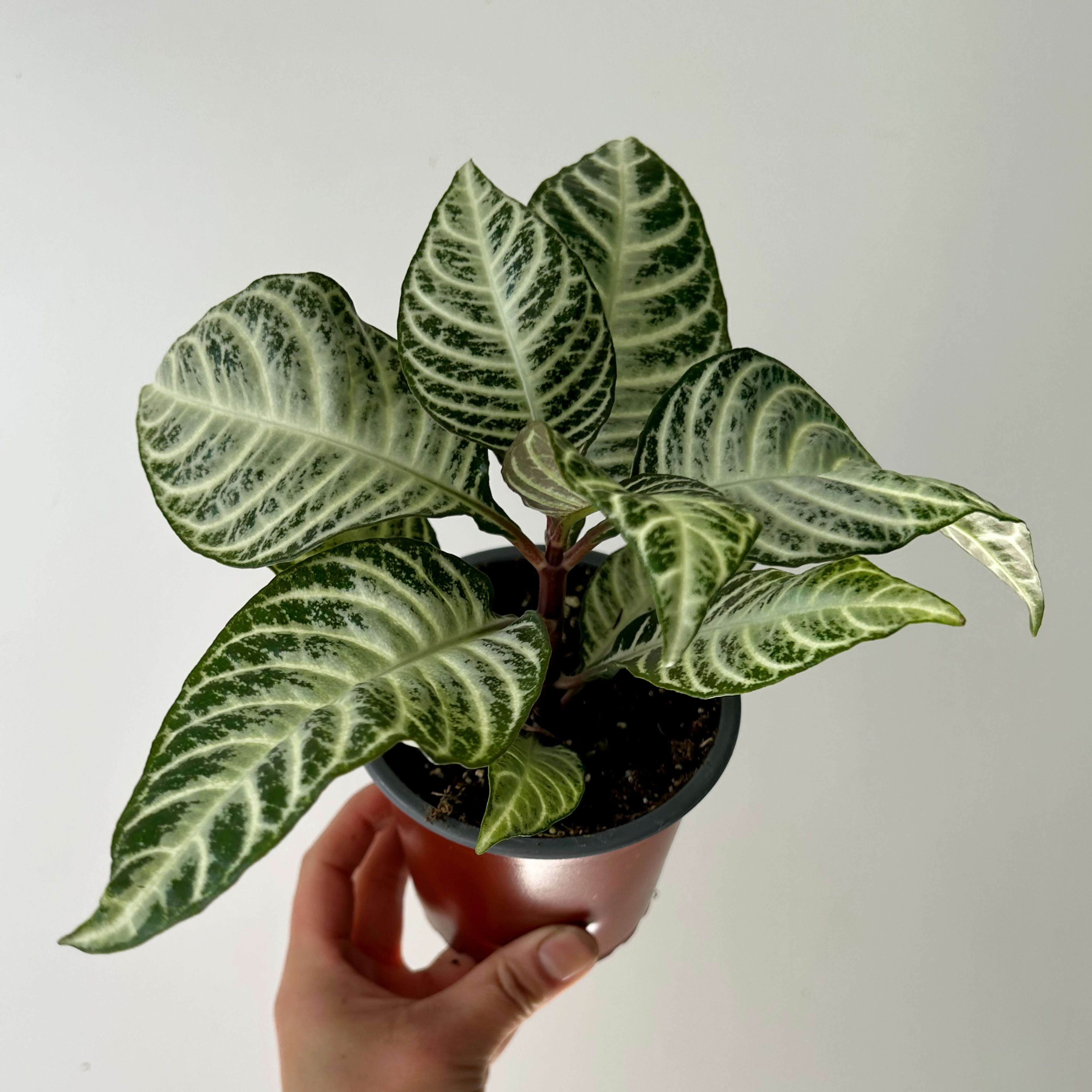 Aphelandra “Snowflake” 4" pot