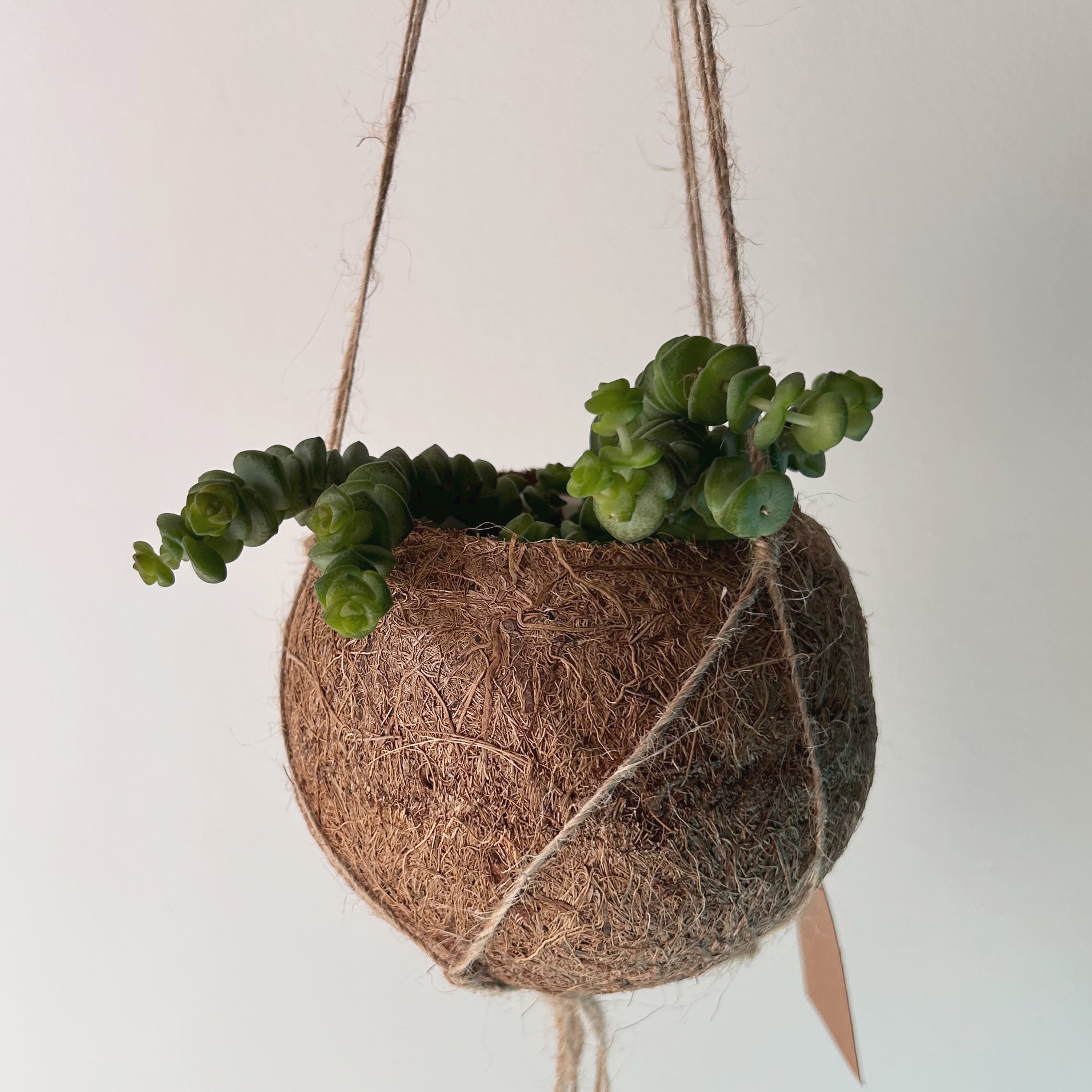Suspended Kokedama Sphere (3”x4”)