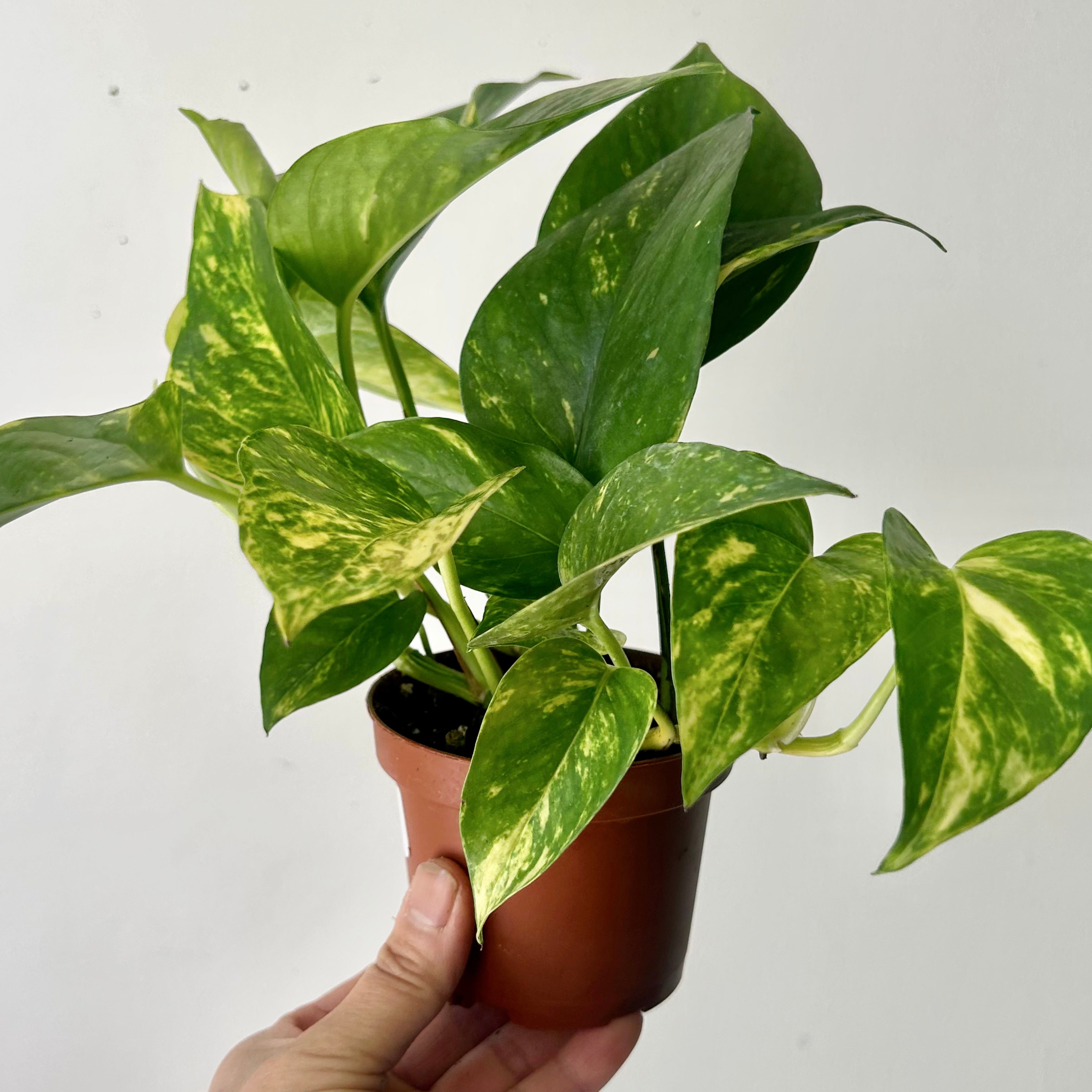 Golden Pothos  3.5” pot