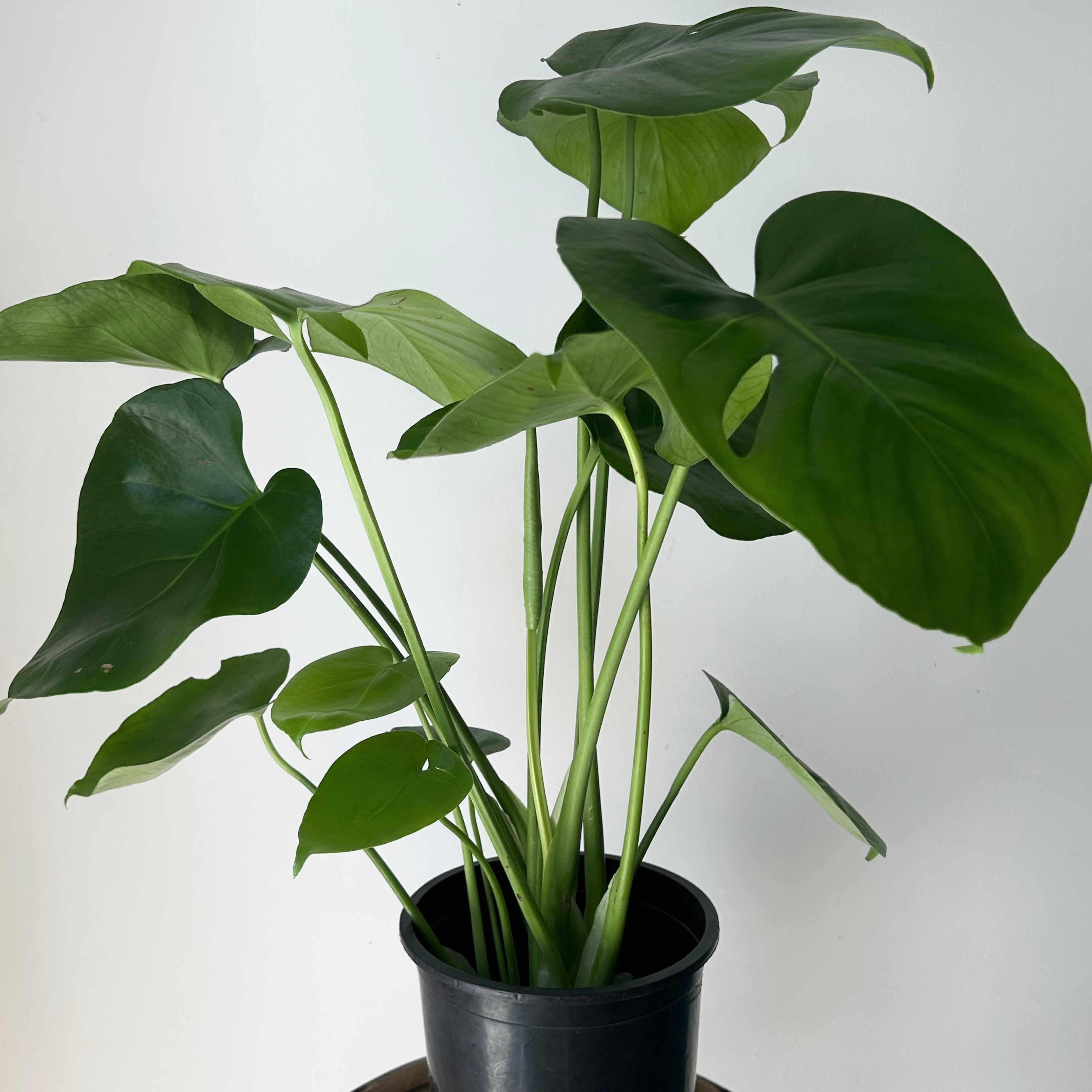 Monstera deliciosa in 6”pot