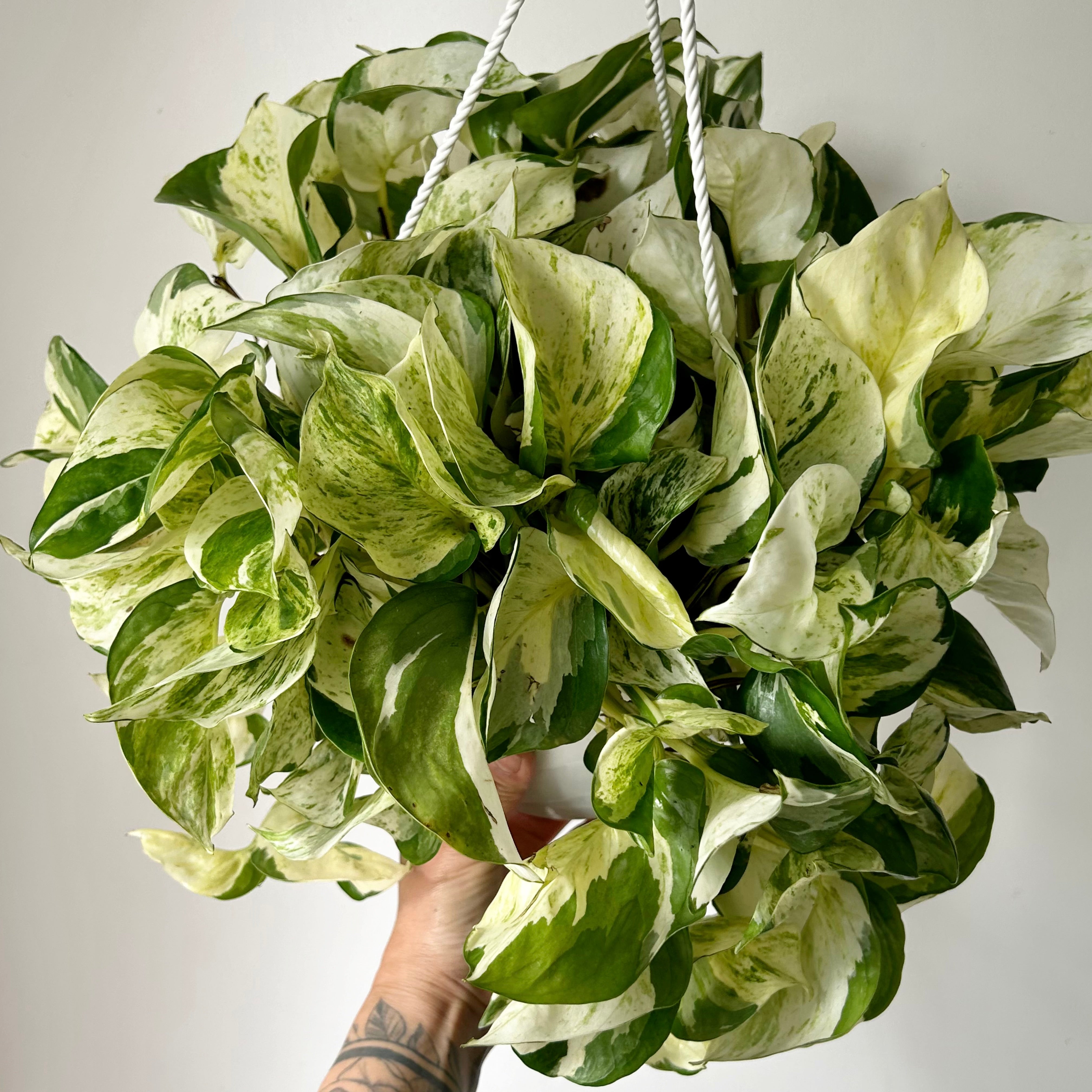 Manjula Pothos 8” pot