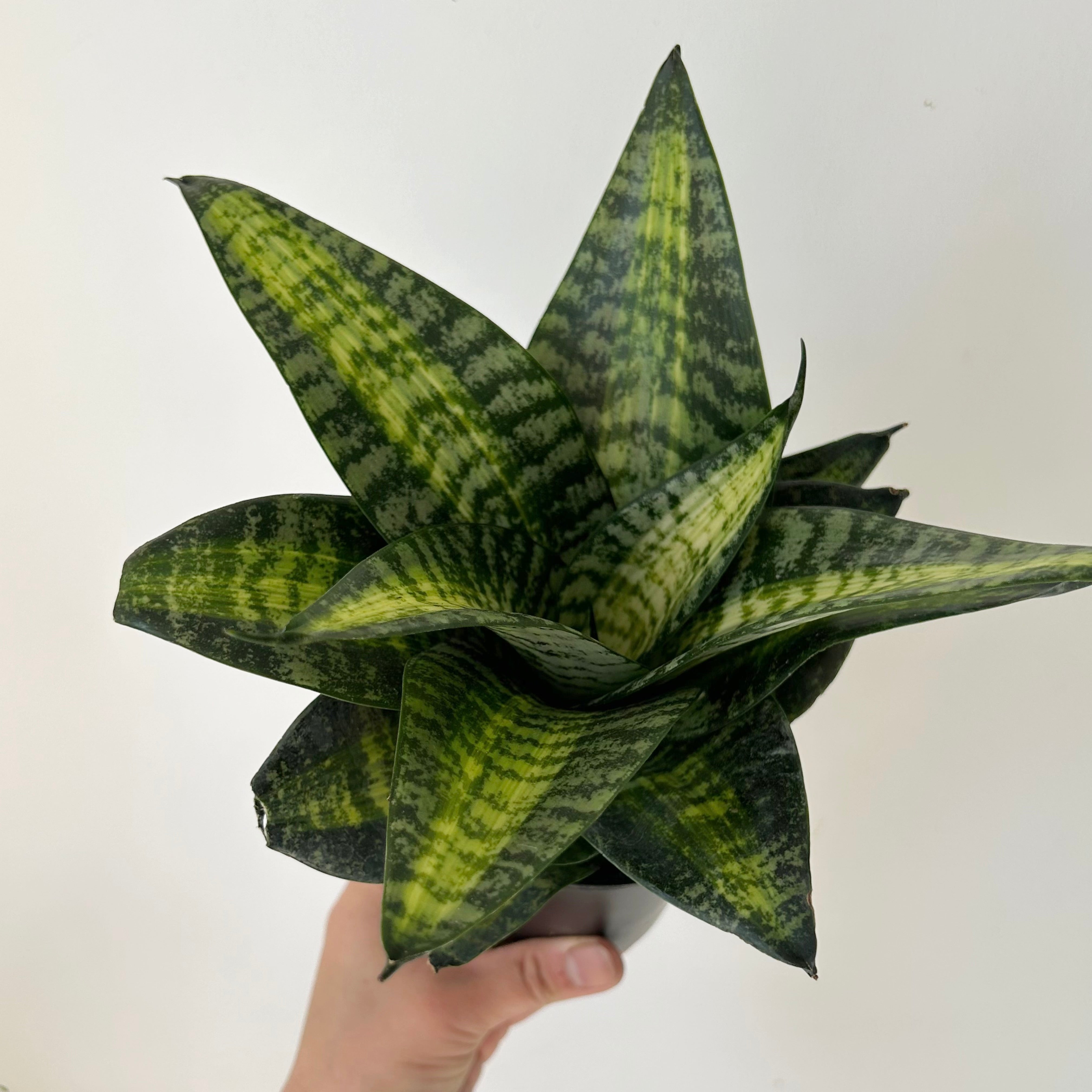 Sansevieria hahnii 'Siebert Starburst” 4” pot