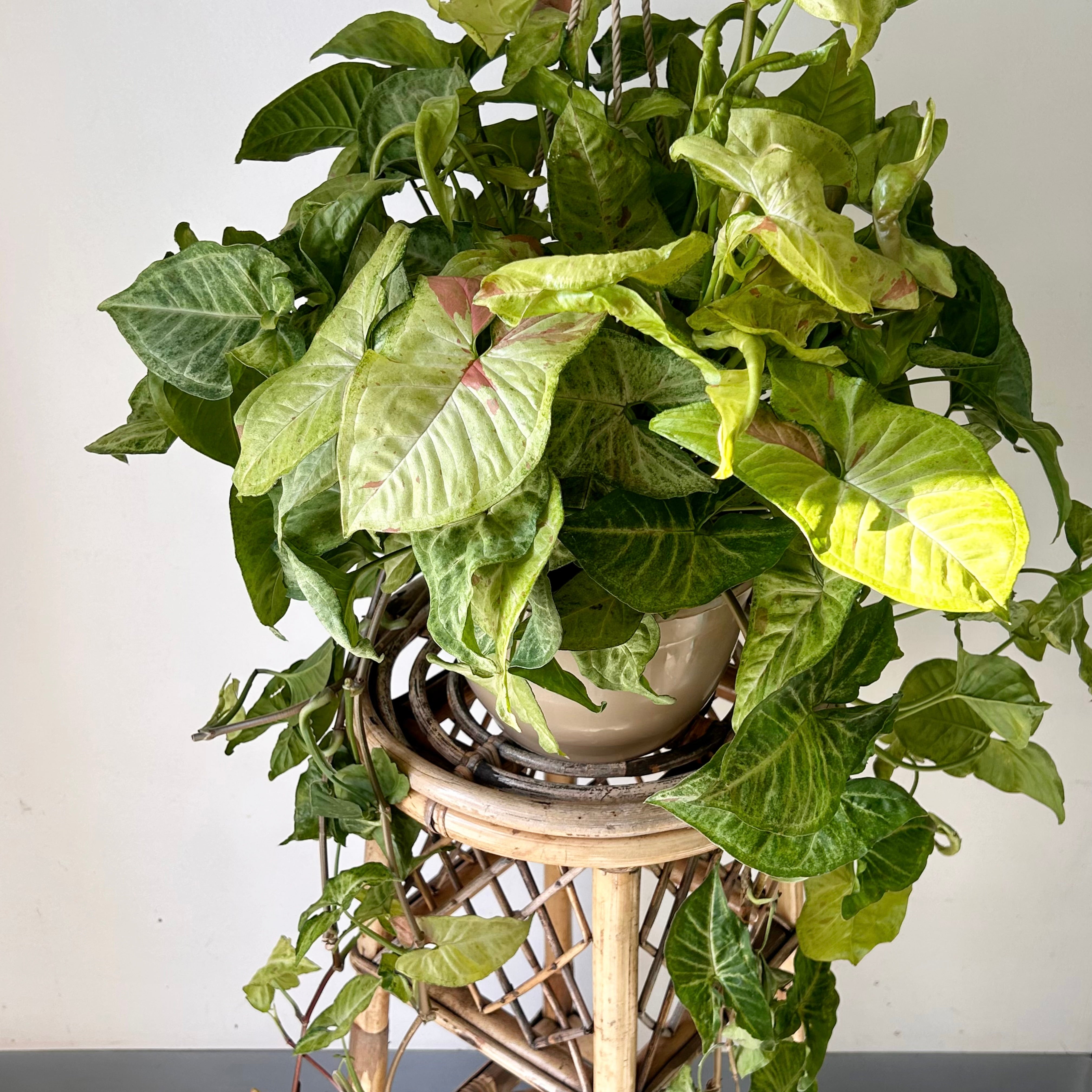 Syngonium “Pink Confetti” 8” hanging basket