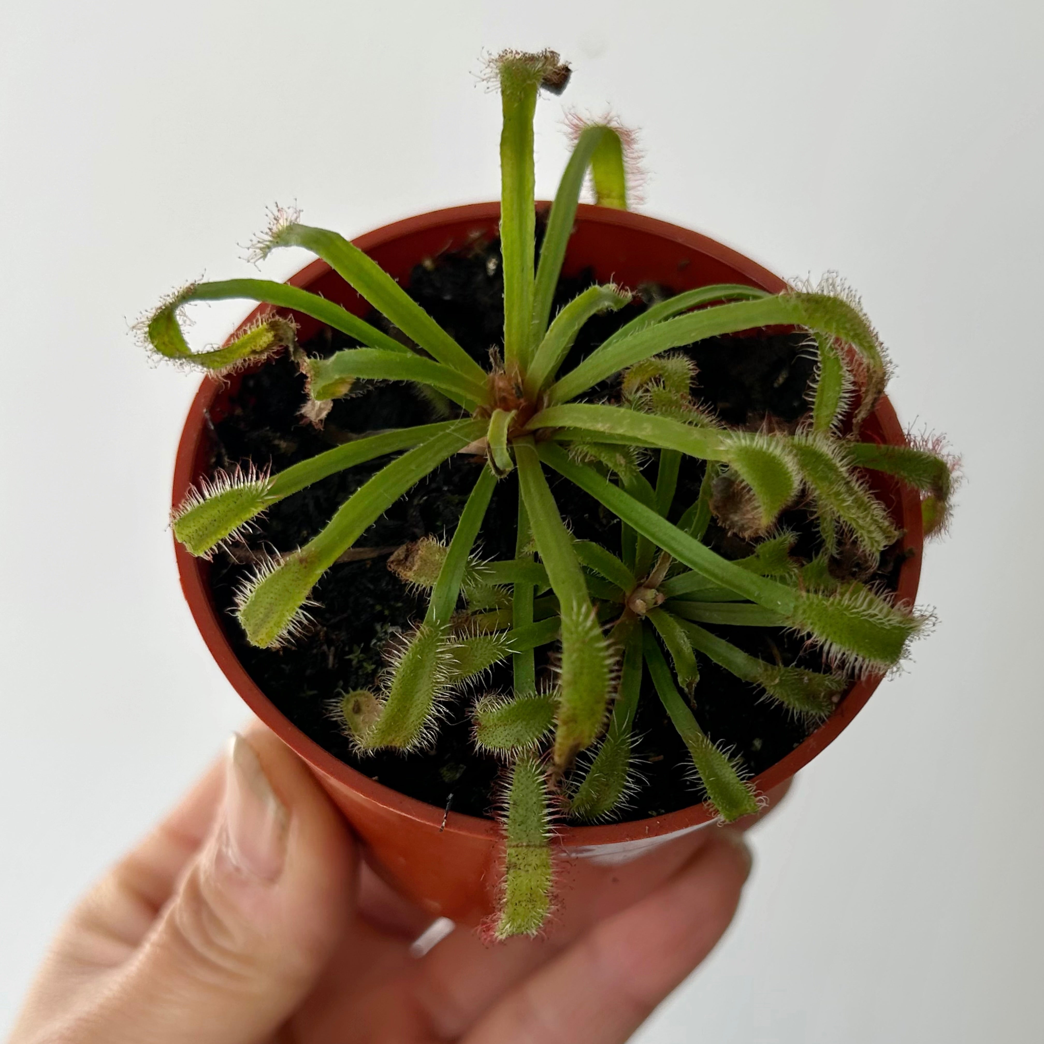 Sundew Carnivorous Plant (Drosera) 2.75”pot