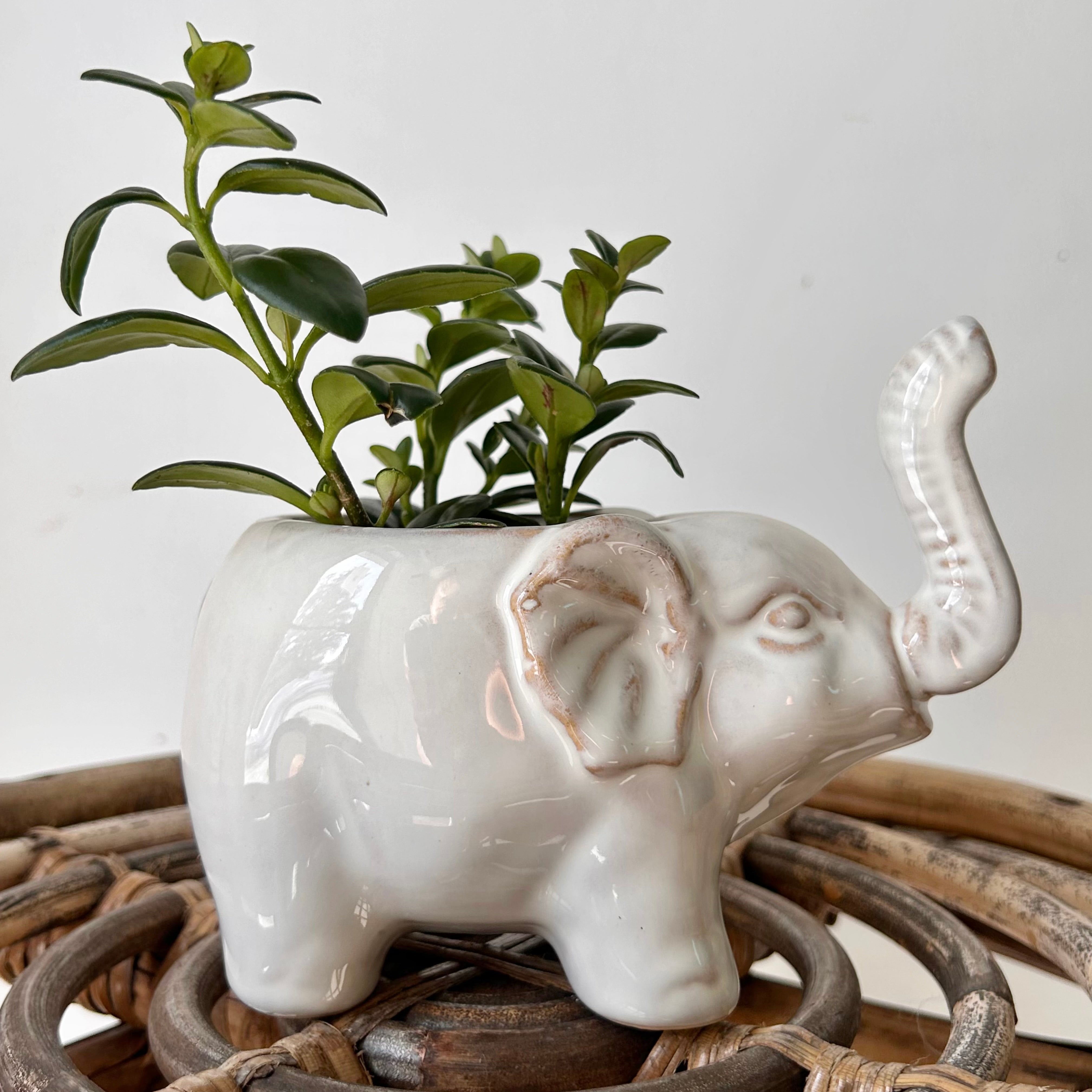 ELEPHANT Decorative Ceramic Pot (3”x3”)