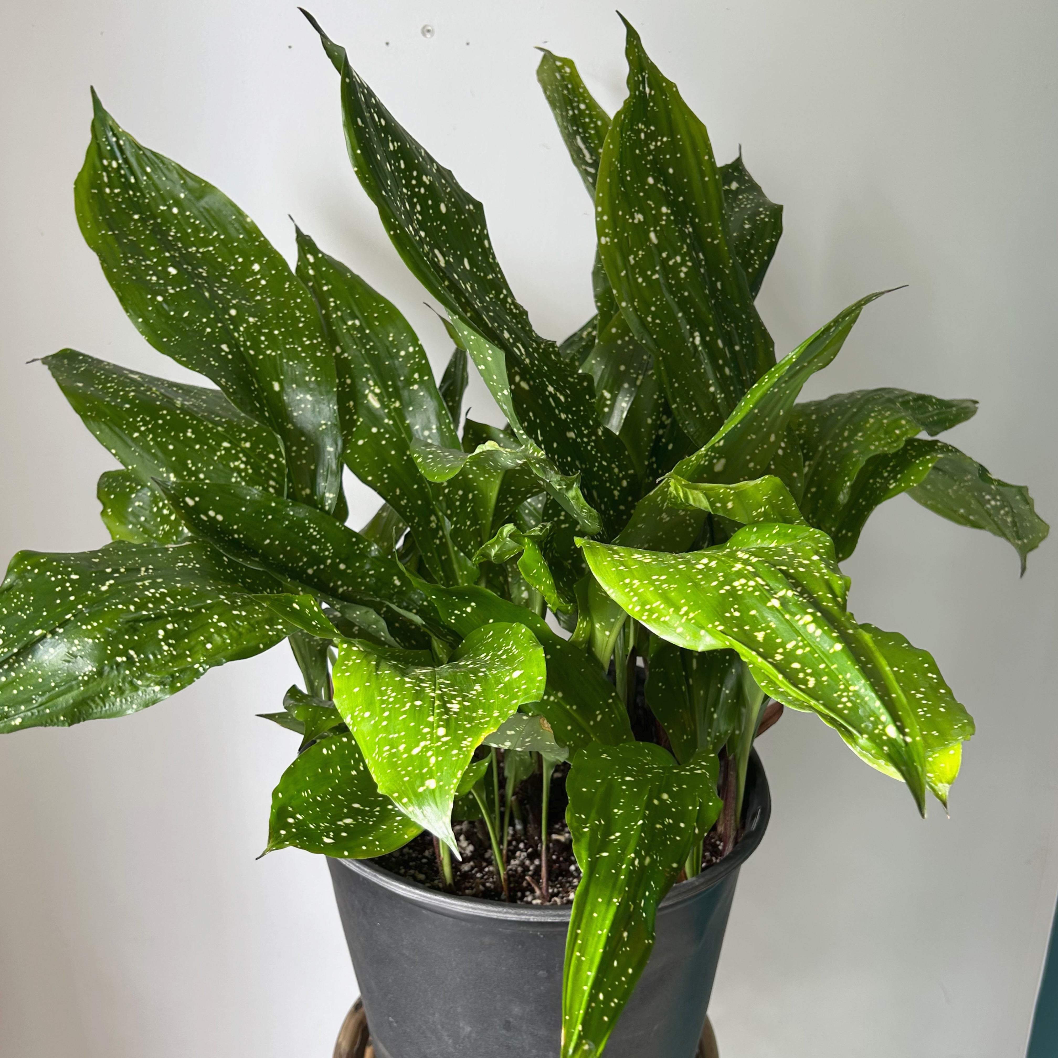 Cast Iron Plant (Aspidistra) “Mary Sizemore” approximately 2.5ft tall in  11”pot