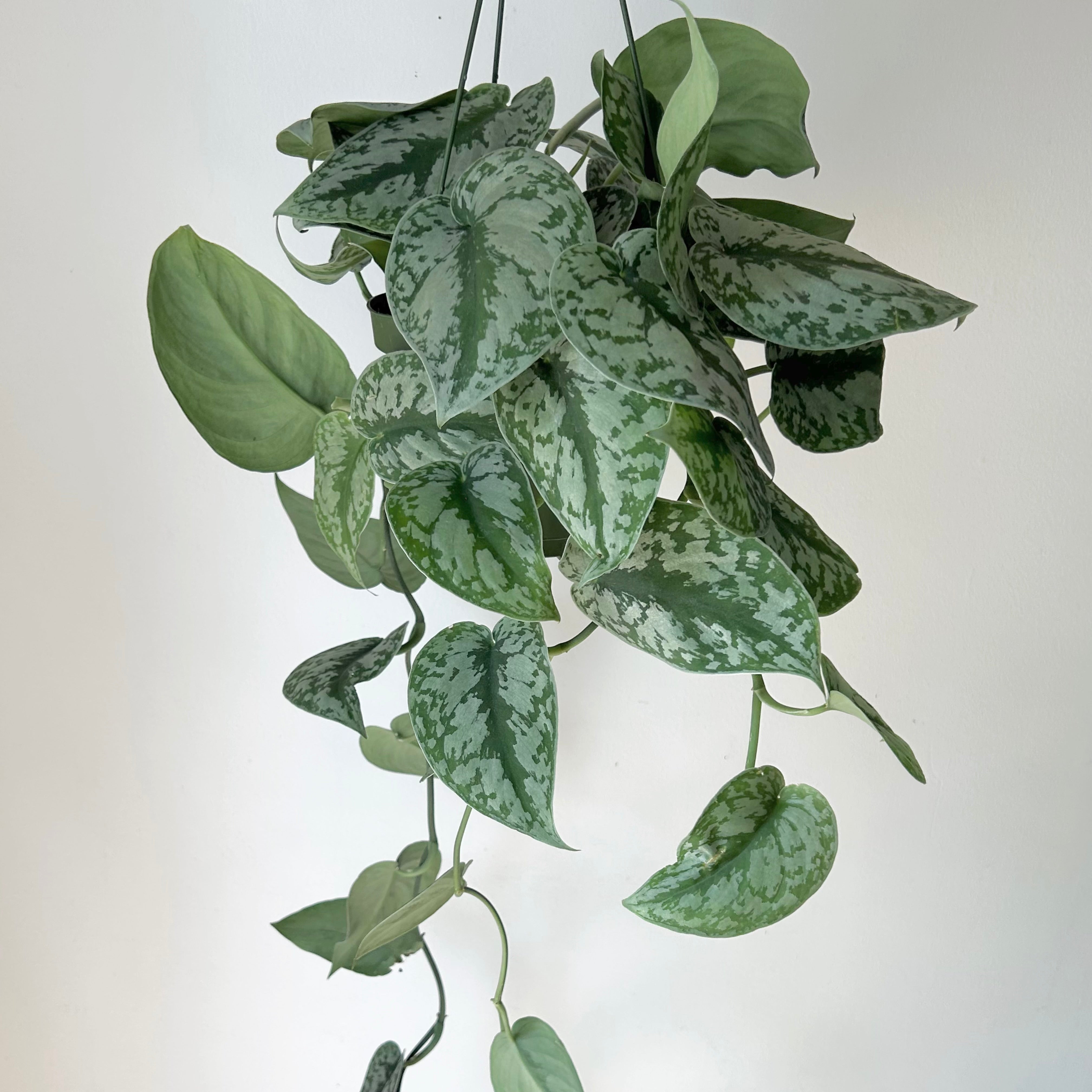 Scindapsus Exotica 6” hanging basket