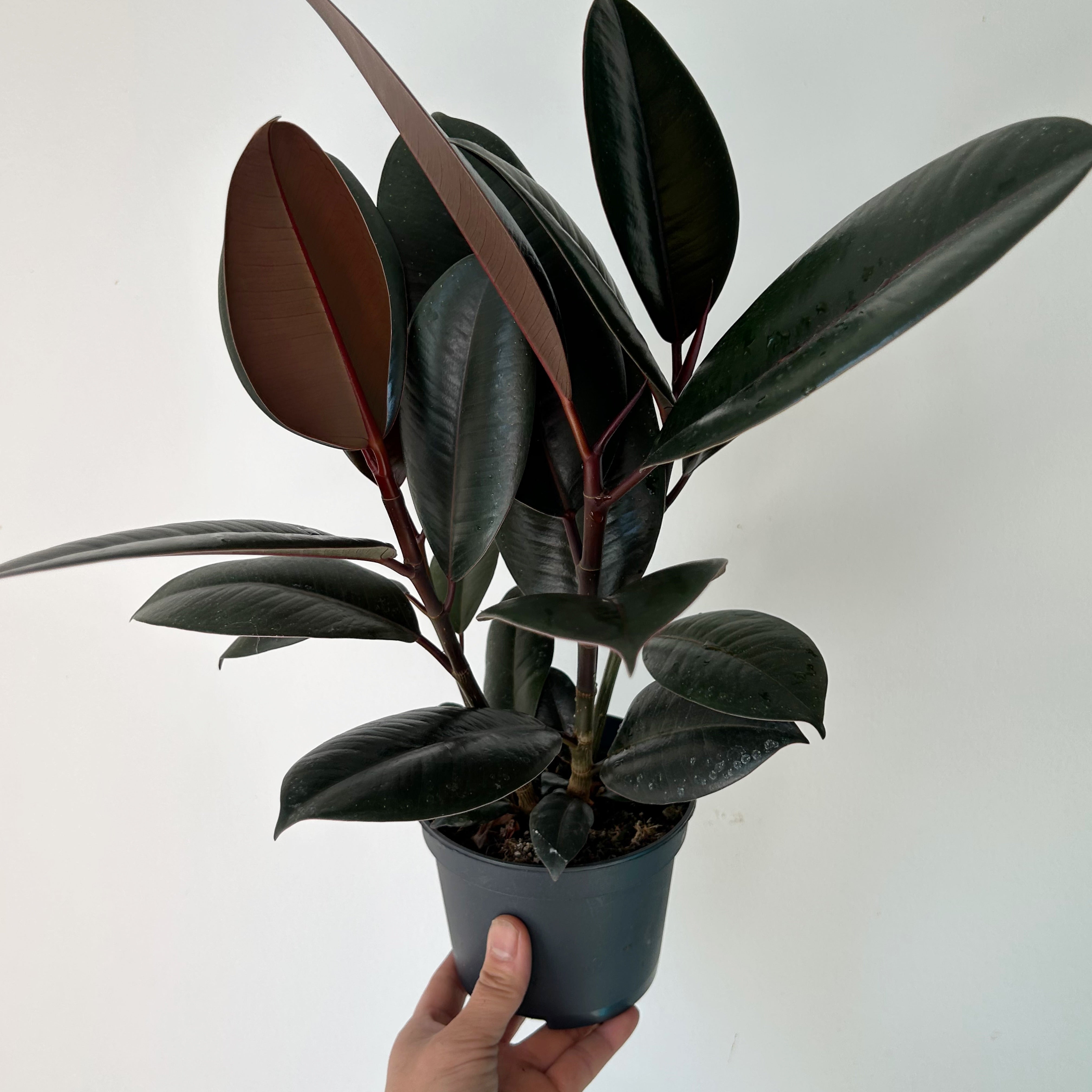 Burgundy Rubber Fig Column (Ficus Elastica) 5”pot