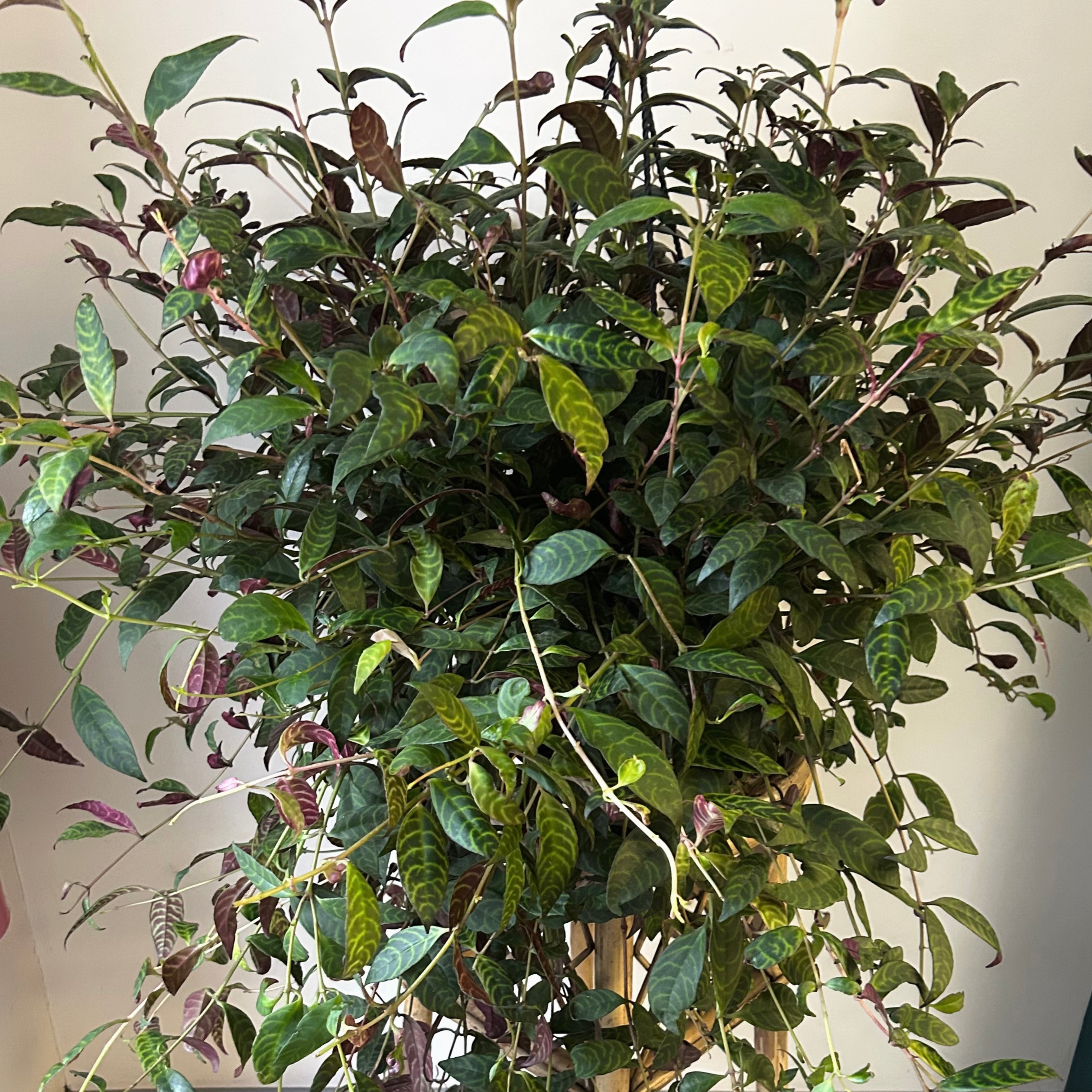 Black Pagoda Lipstick Vine (Aeschynanthus Longicaulis) 10” hanging basket