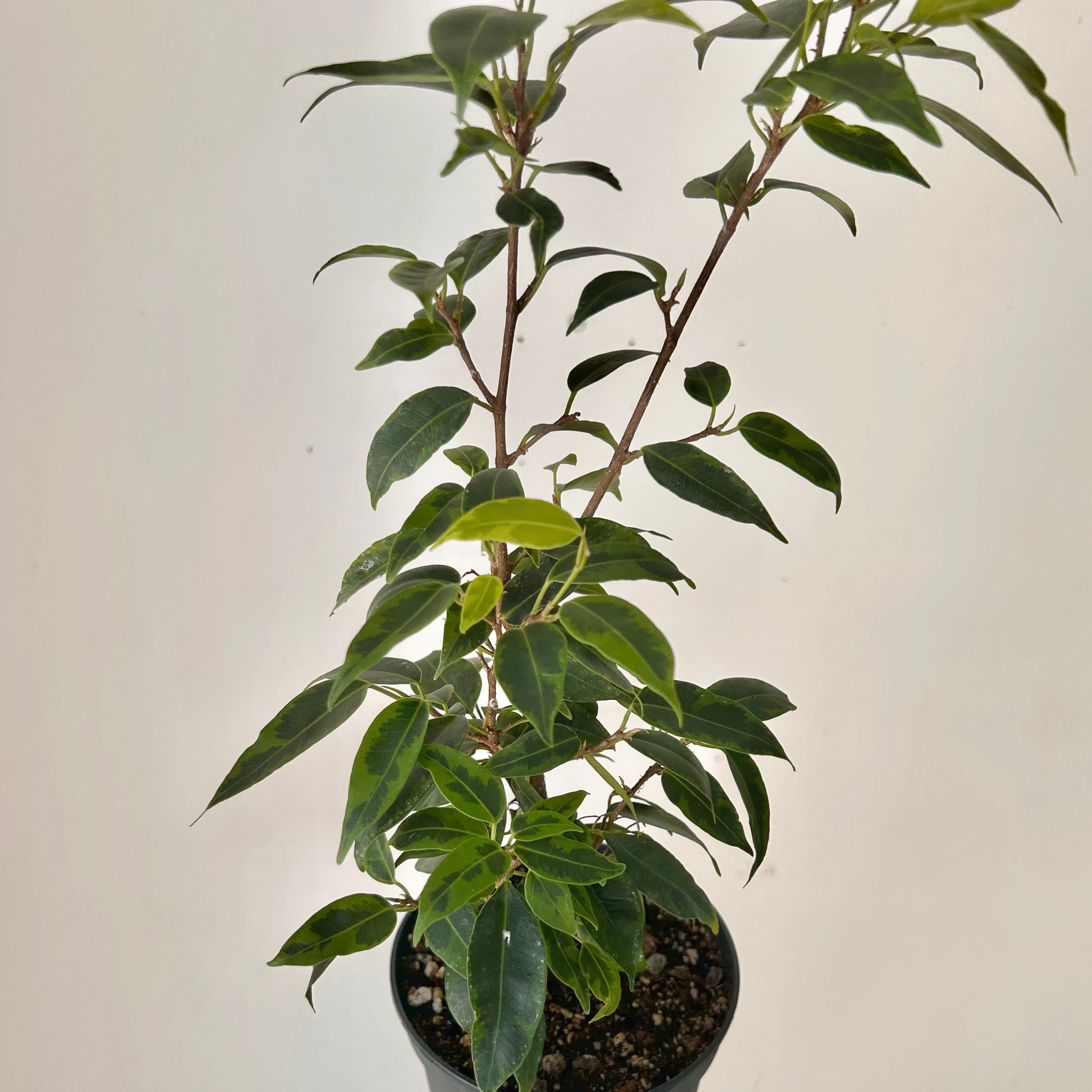 Variegated Ficus Benjamina "Anastasia" 5” pot