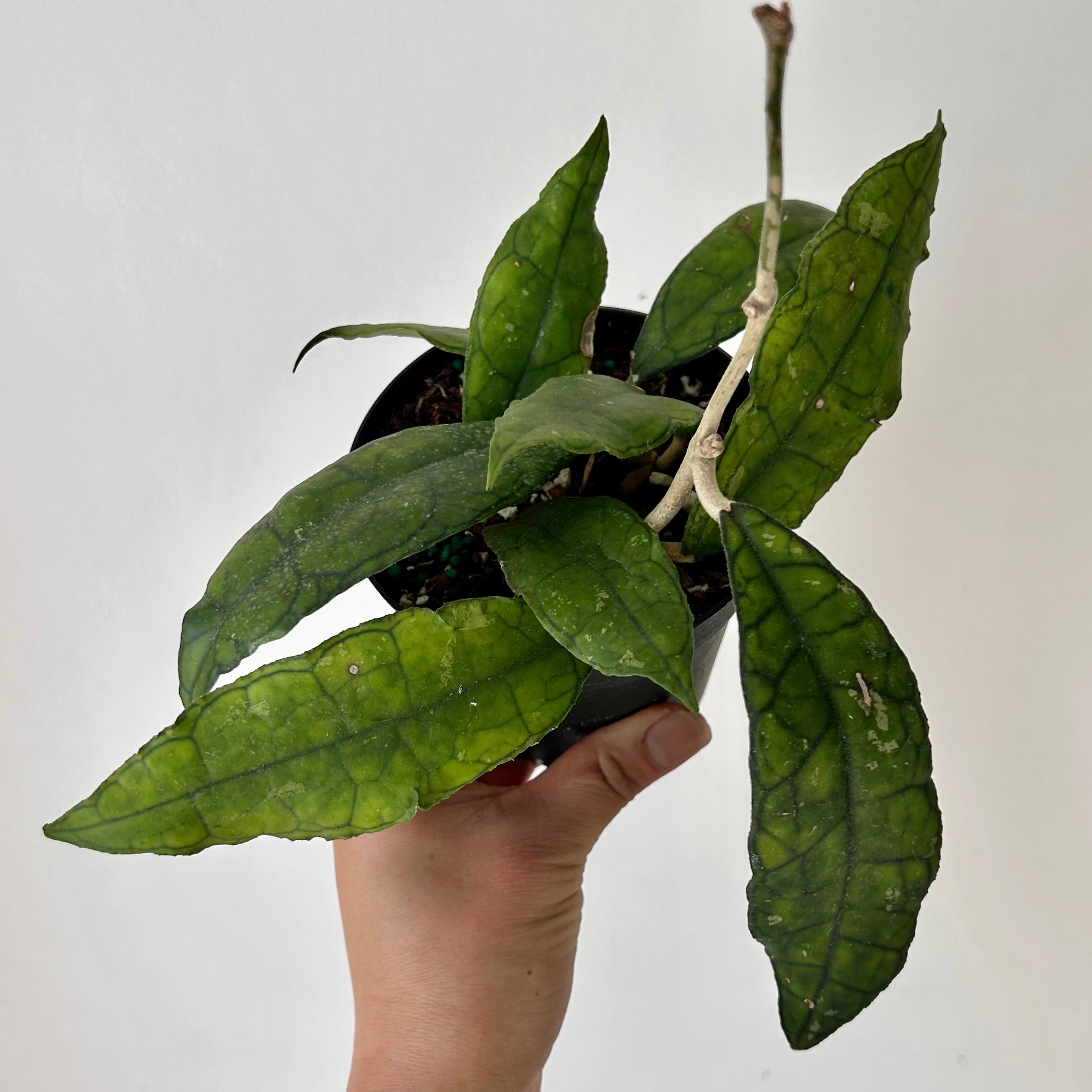 Hoya finlaysonii  4”pot