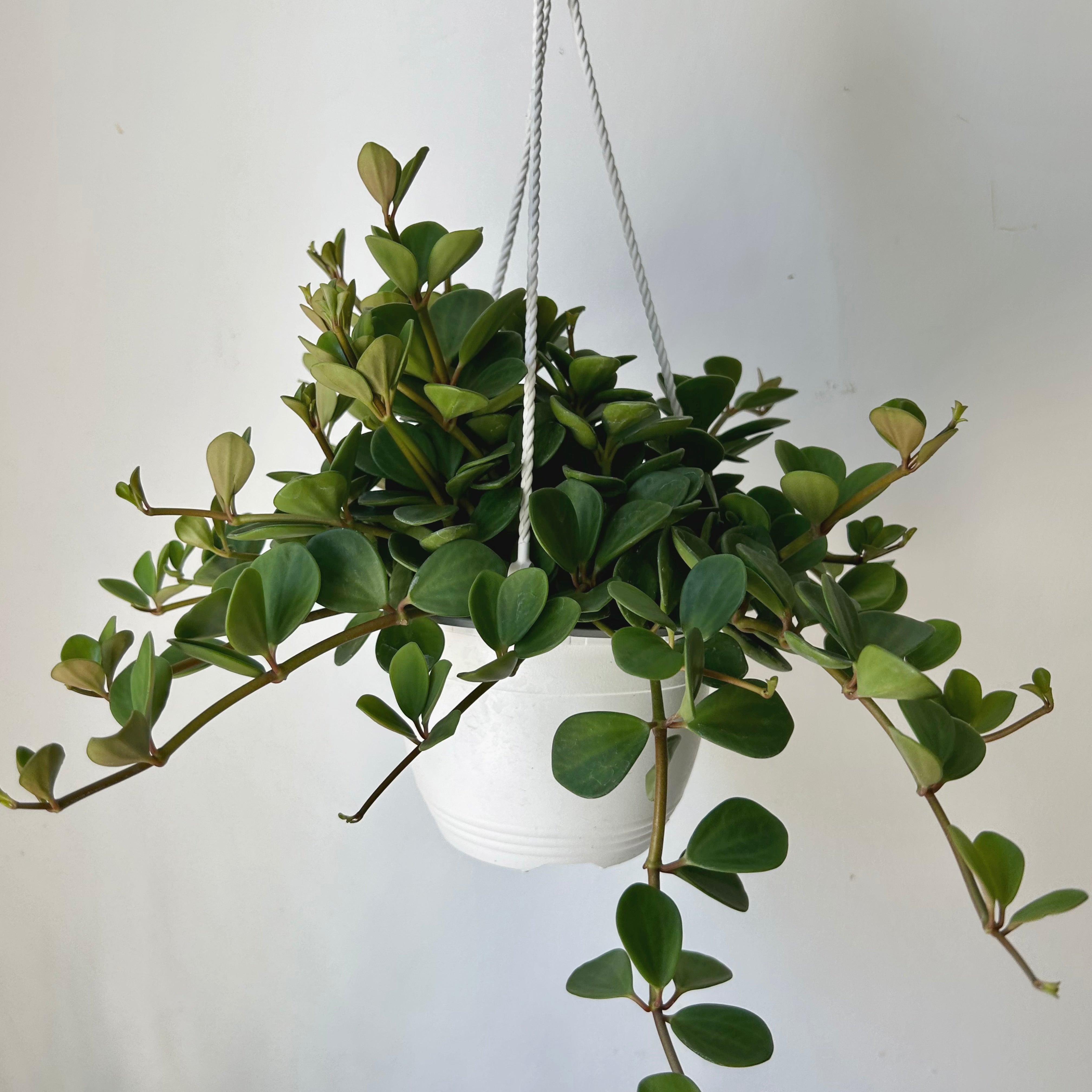 Peperomia "Hope" 6” hanging basket