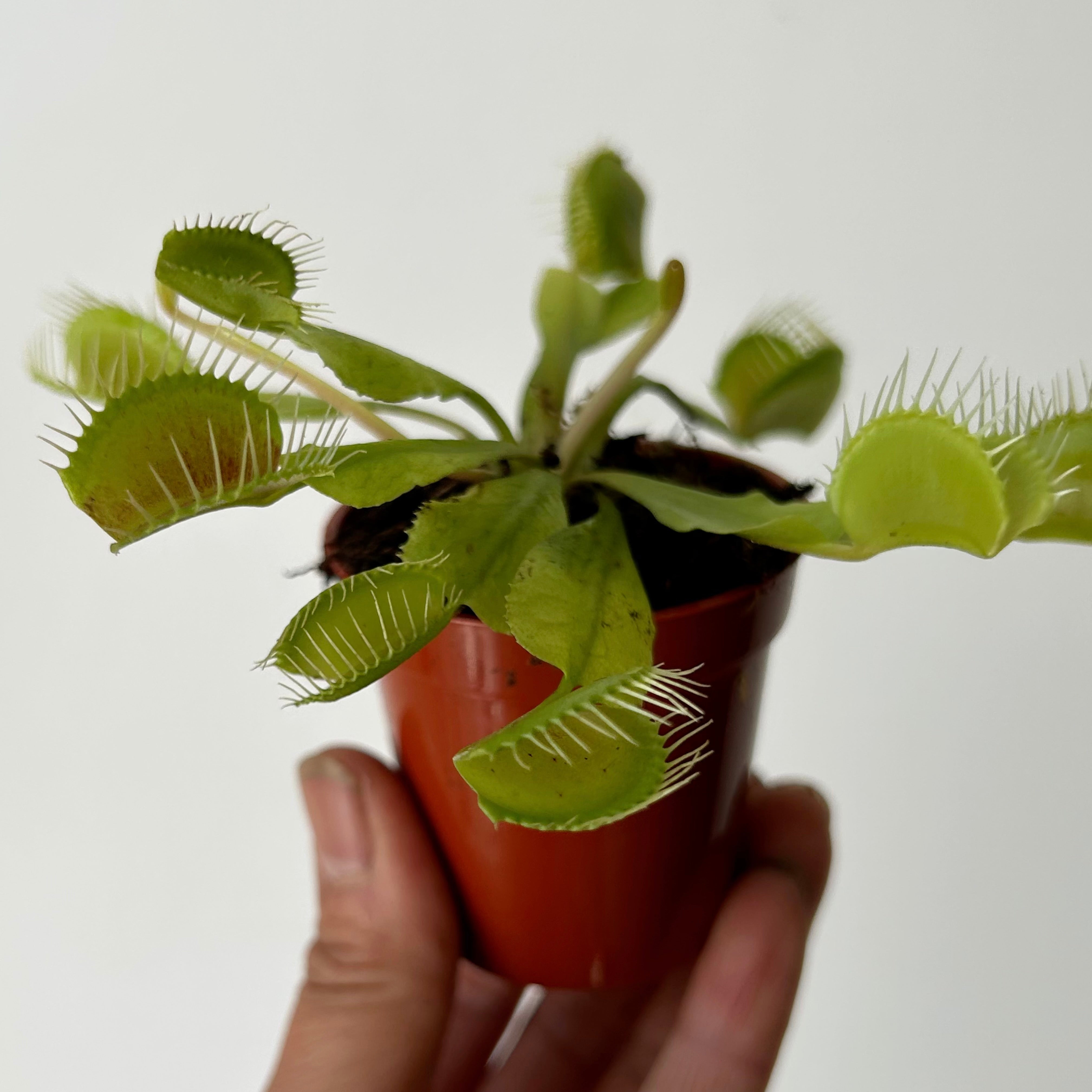 Venus Fly Trap 2.25”pot