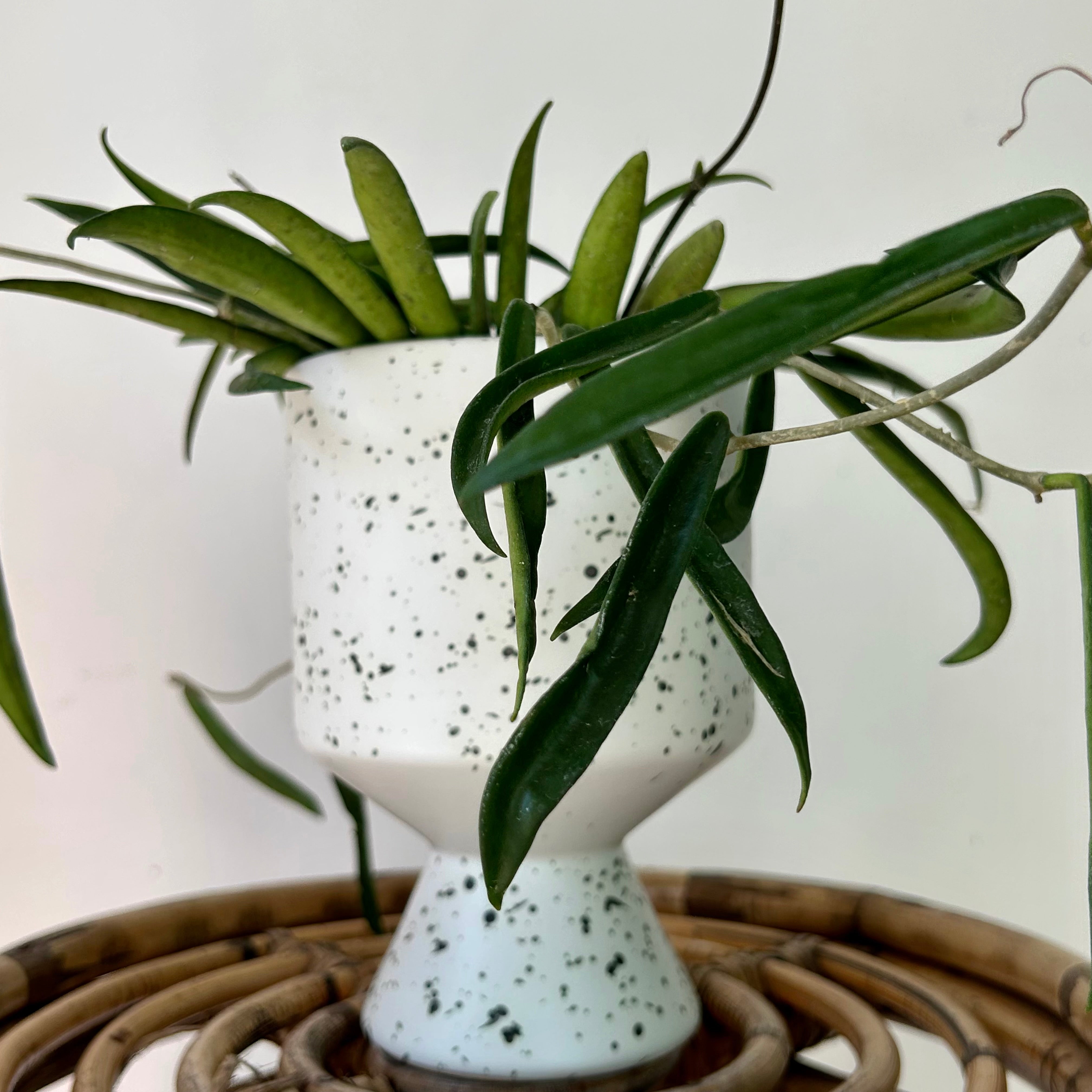 Hoya Shepherdii 4”pot