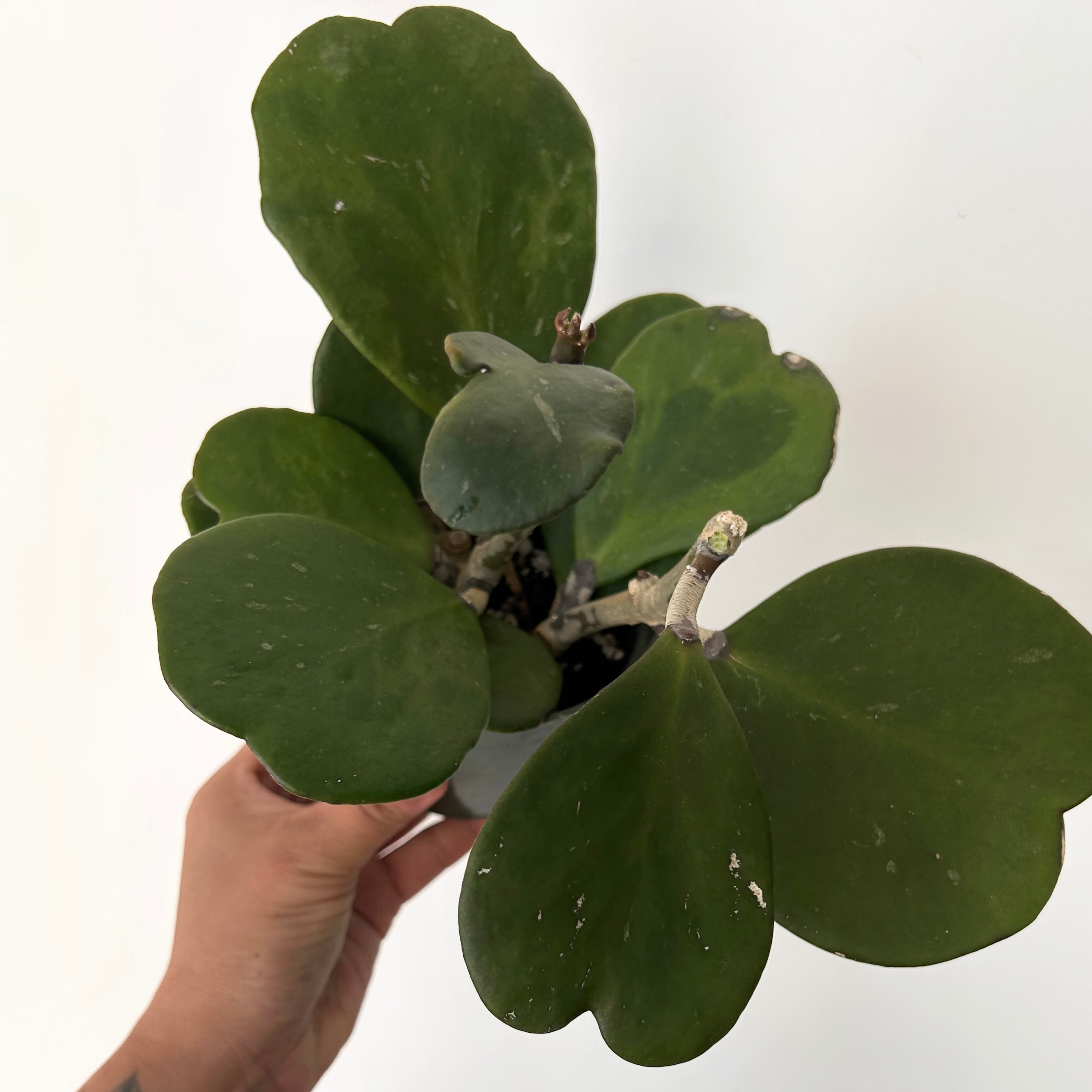 Sweetheart Hoya Vine (kerrii) 4”pot