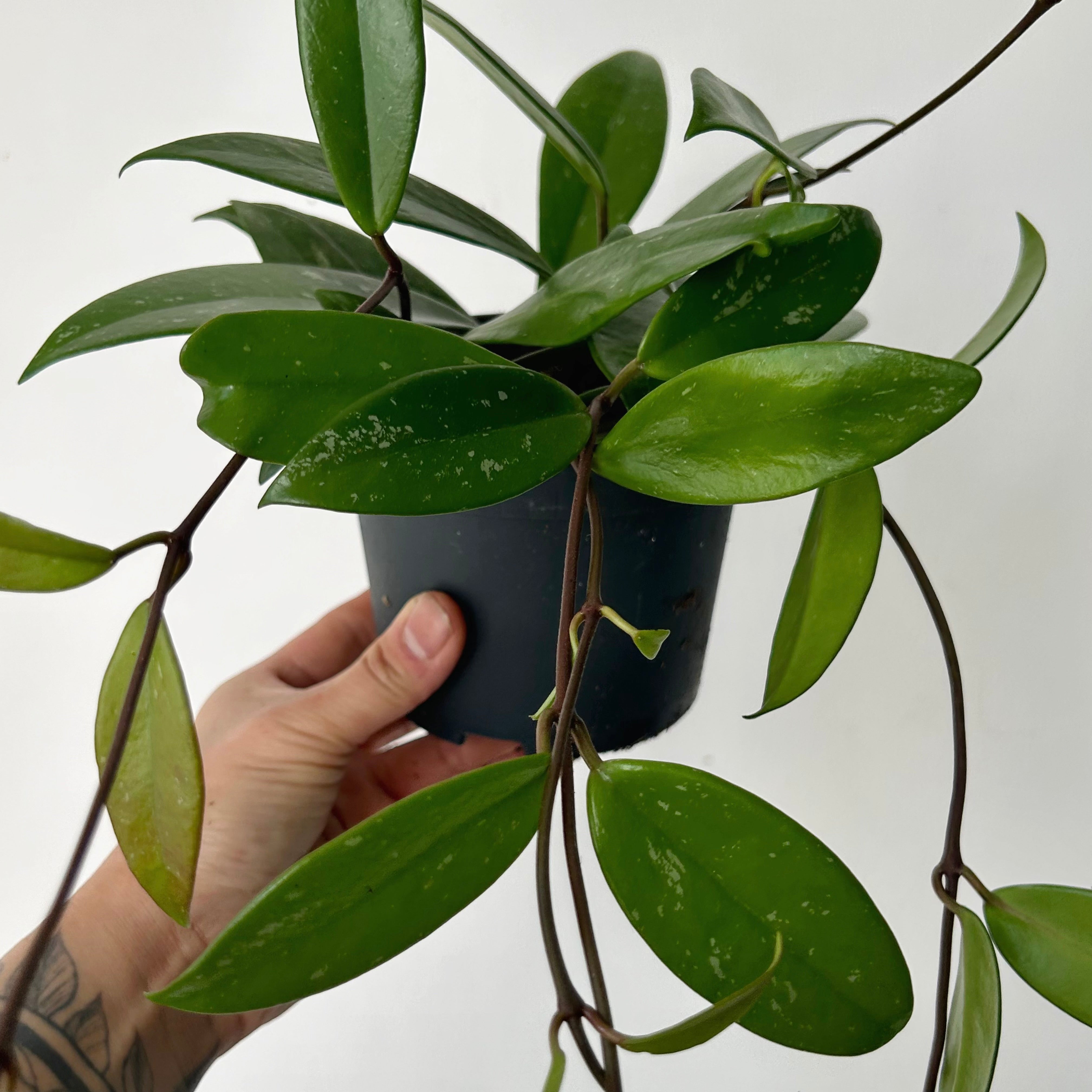 Hoya Pubicalyx 5”pot
